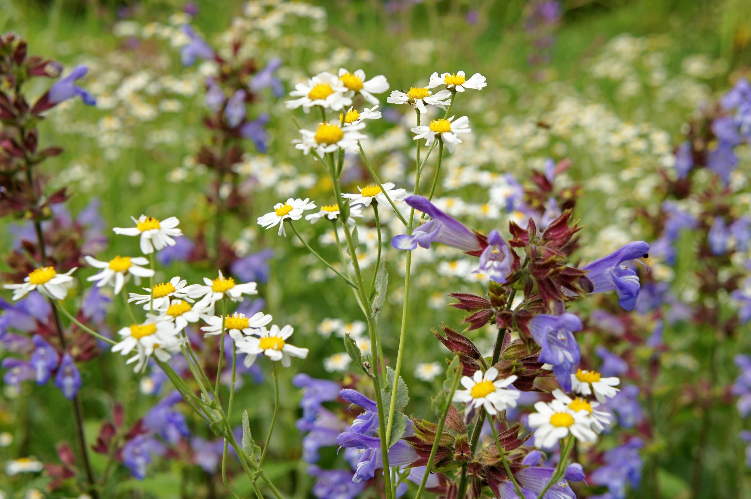 Free download wallpaper Nature, Flowers, Flower, Earth, White Flower, Purple Flower on your PC desktop