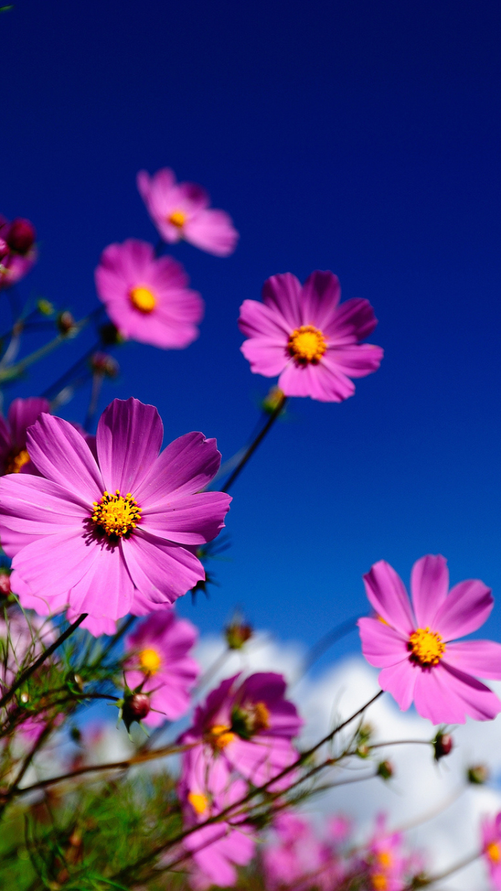 Descarga gratuita de fondo de pantalla para móvil de Flores, Flor, Tierra/naturaleza.