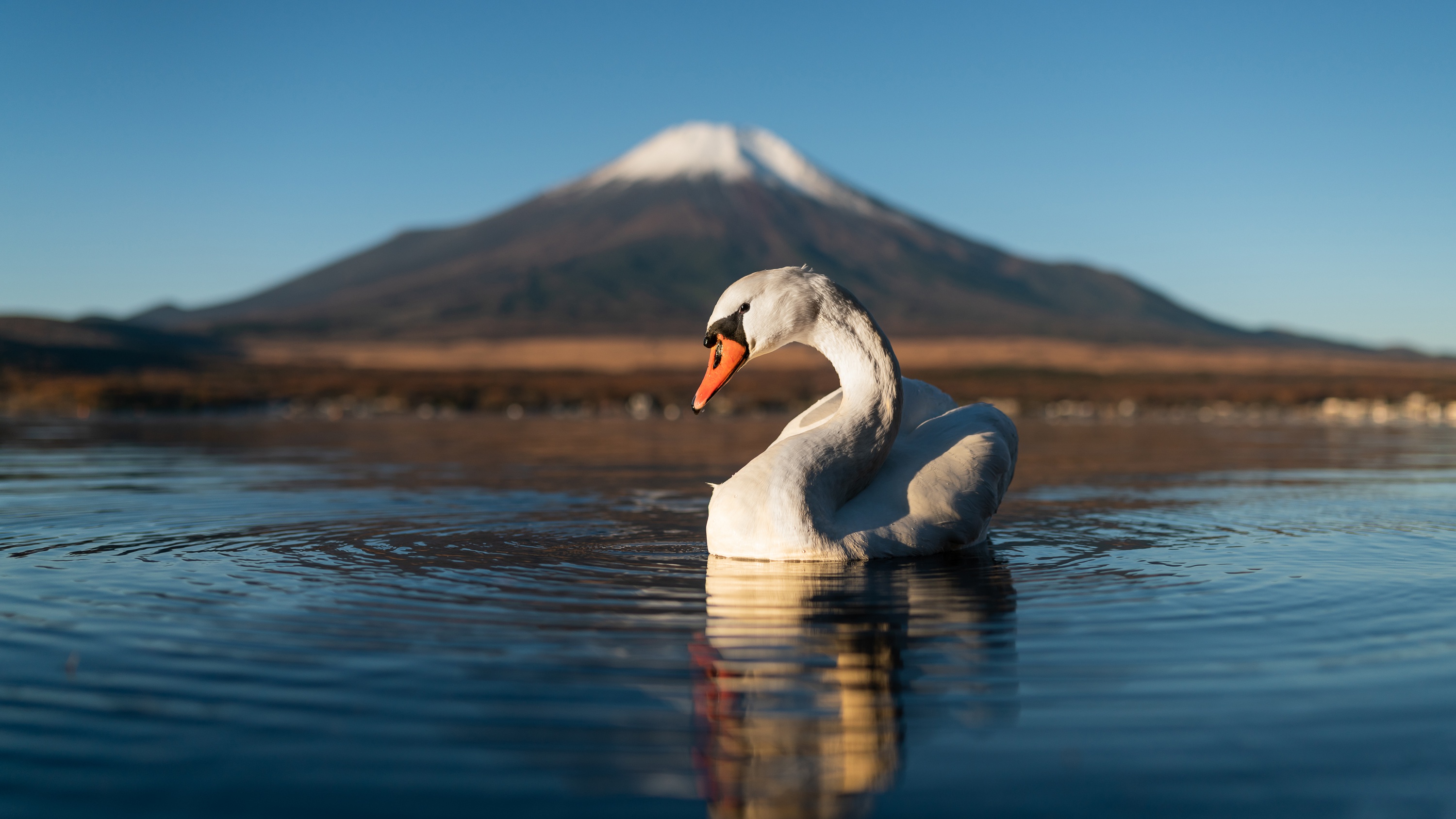 Baixar papel de parede para celular de Animais, Aves, Pássaro, Reflecção, Cisne Mudo gratuito.