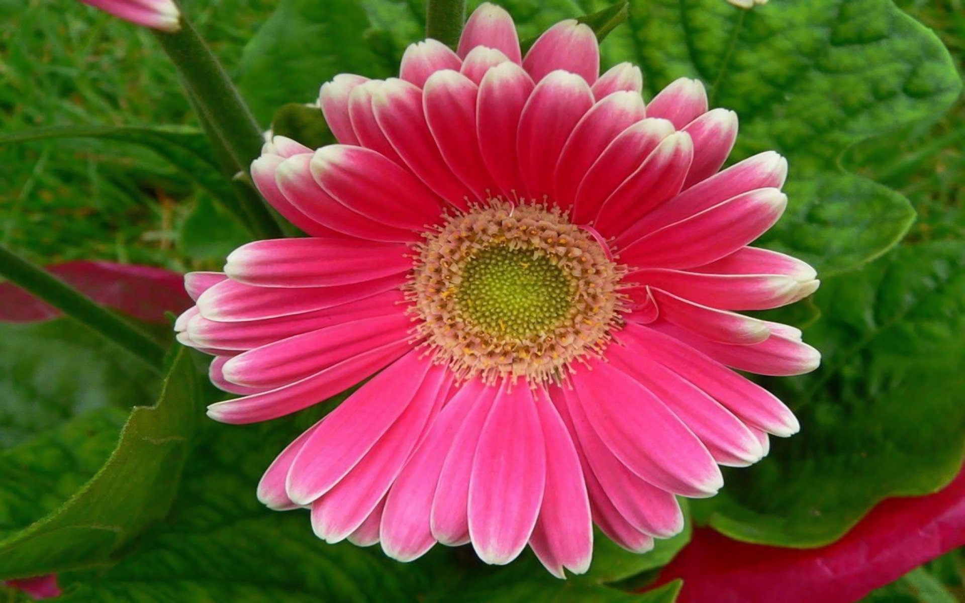 Handy-Wallpaper Blumen, Gerbera, Blume, Erde/natur, Pinke Blume kostenlos herunterladen.