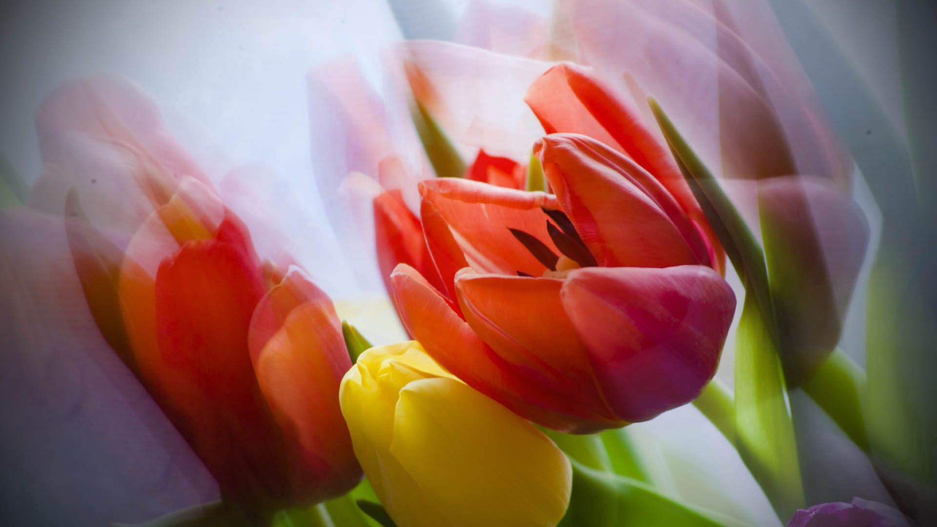 Скачать обои бесплатно Тюльпан, Лепестки, Растение, Цветок, Макро картинка на рабочий стол ПК