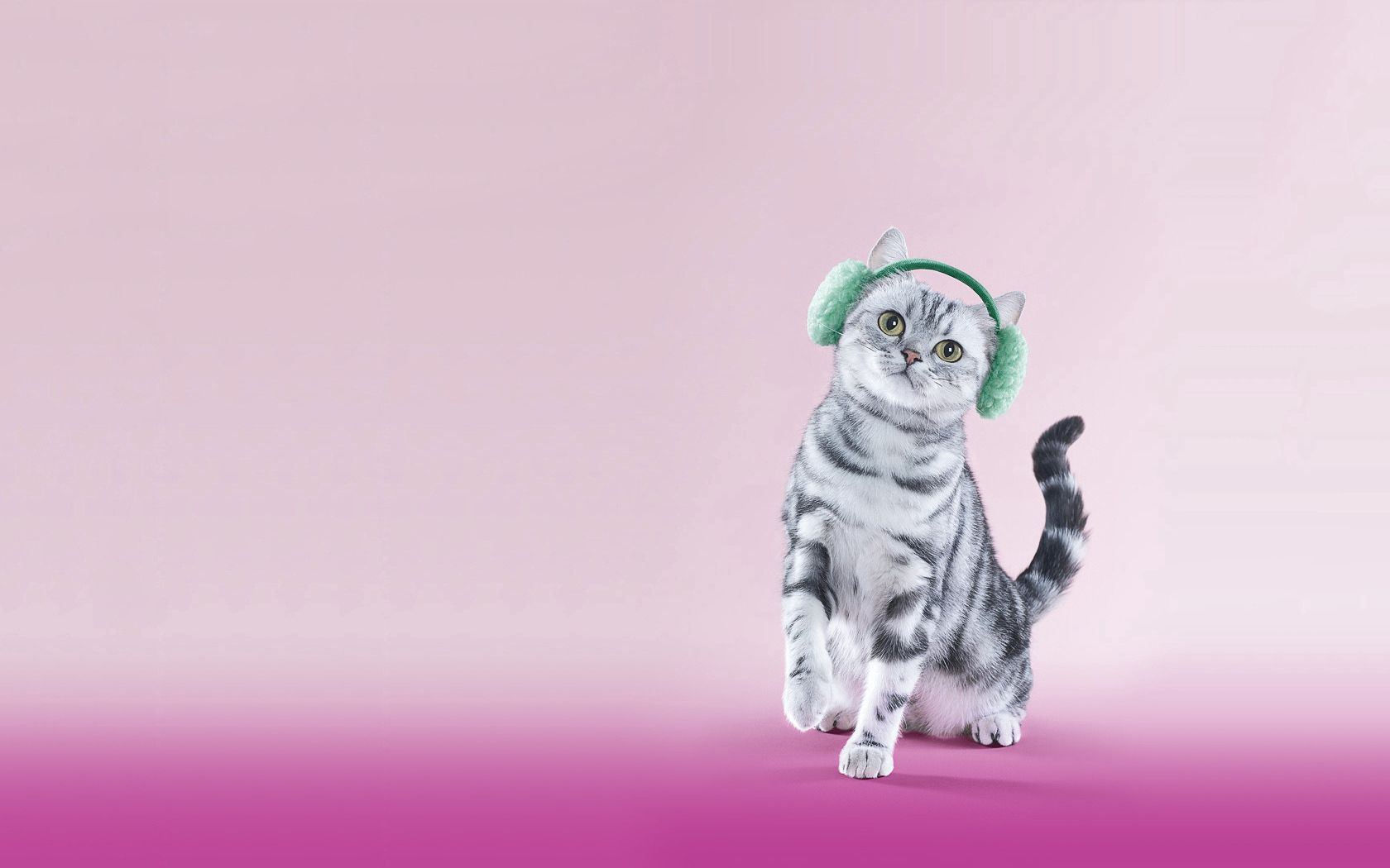 Descarga gratuita de fondo de pantalla para móvil de Lila, Gato, Animales, Gracioso, Auriculares.