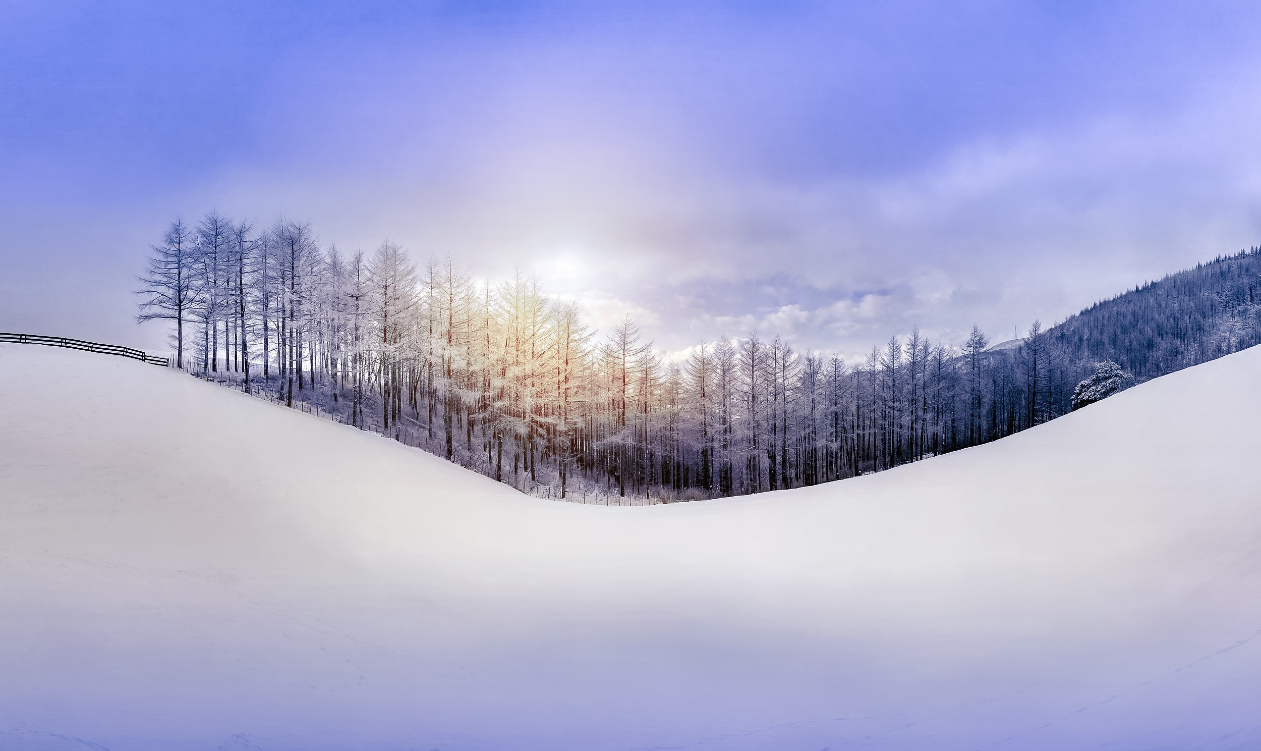 Скачать картинку Зима, Дерево, Земля/природа в телефон бесплатно.