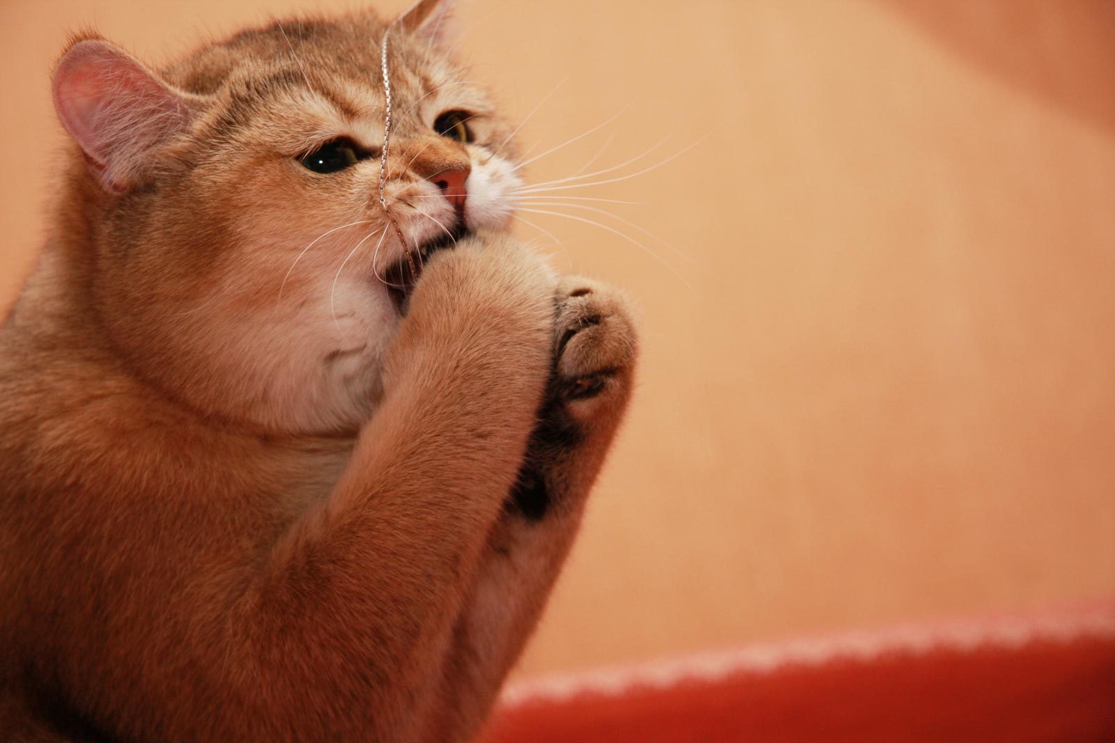 Baixe gratuitamente a imagem Animais, Gatos, Gato na área de trabalho do seu PC