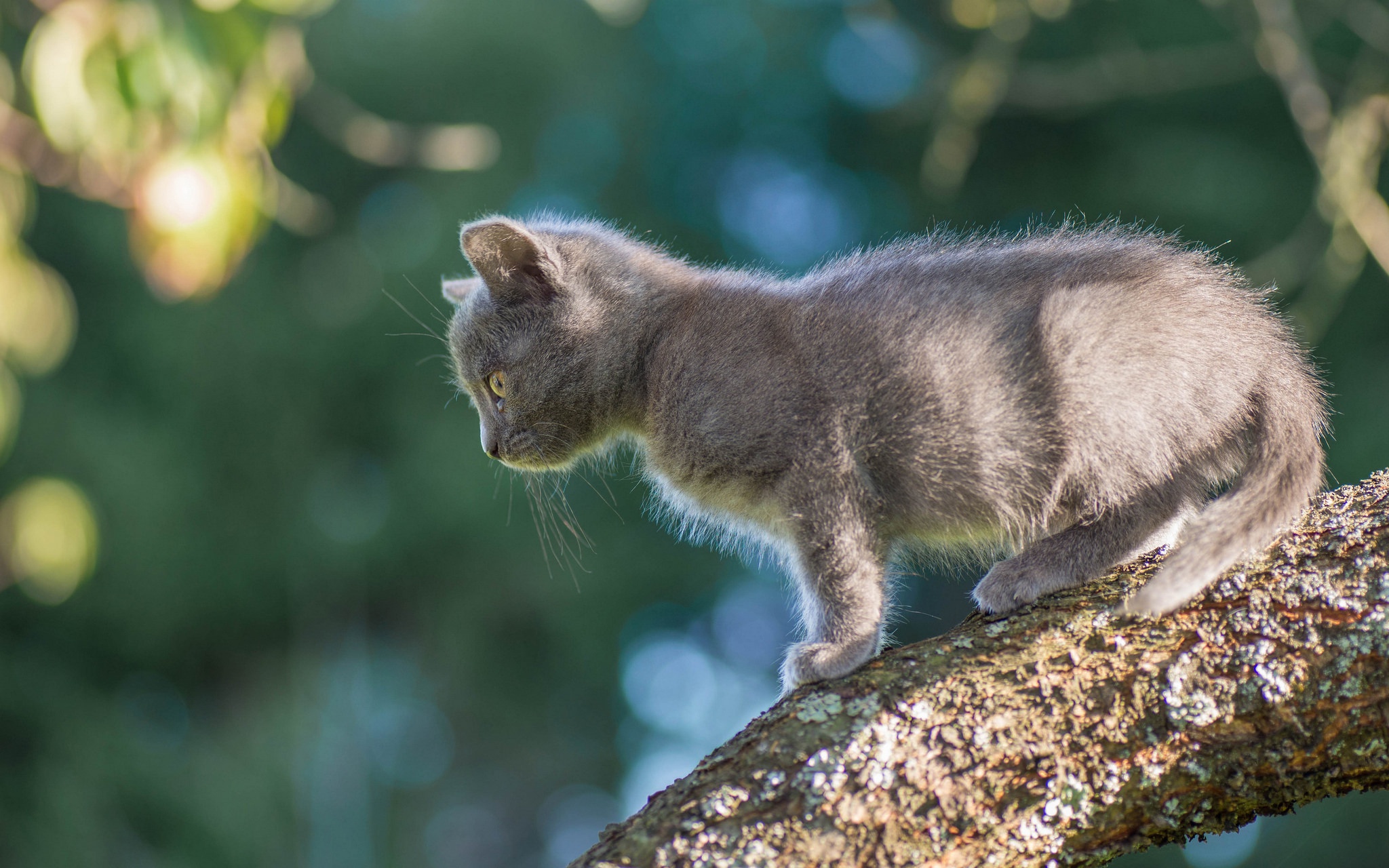 Descarga gratuita de fondo de pantalla para móvil de Animales, Gatos, Gato, Gatito, Bebe Animal.