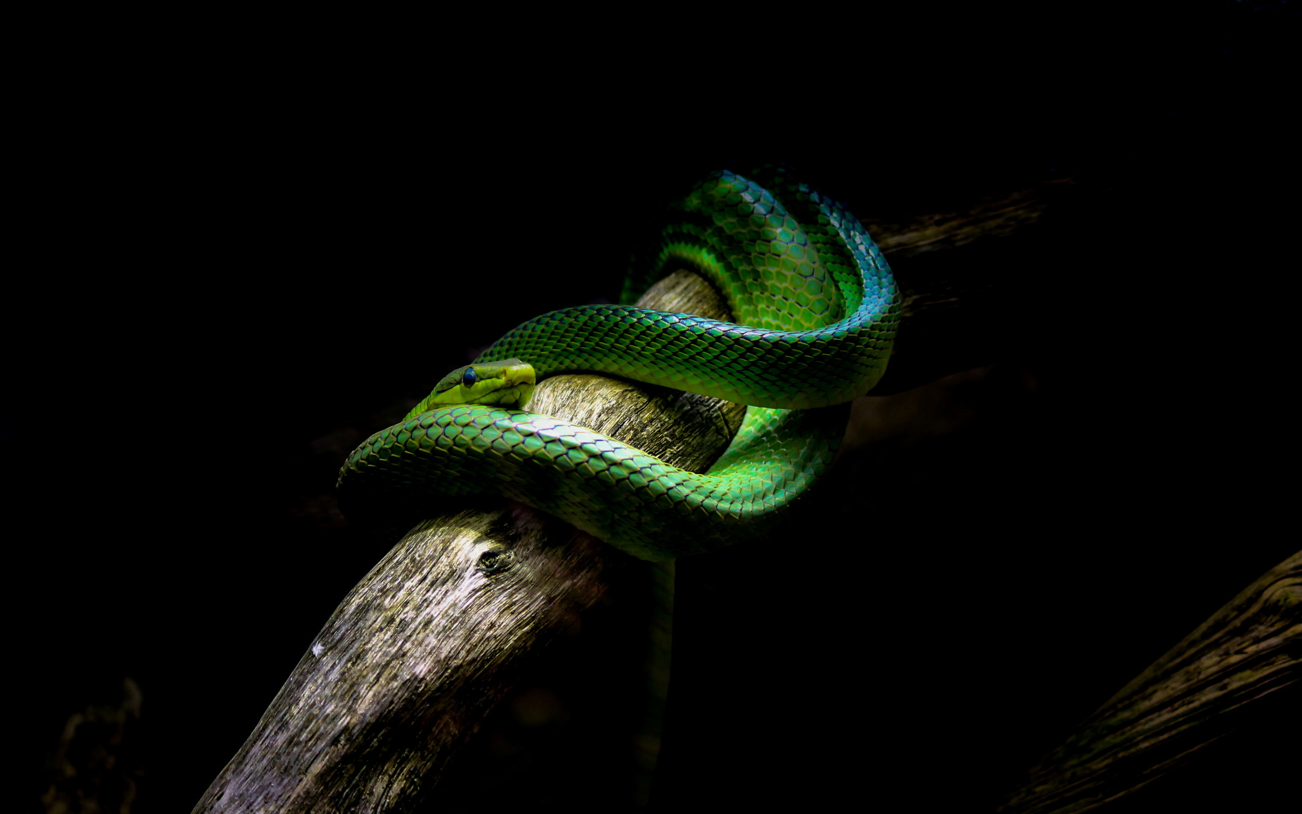 Téléchargez gratuitement l'image Animaux, Reptile, Serpent, Reptiles sur le bureau de votre PC