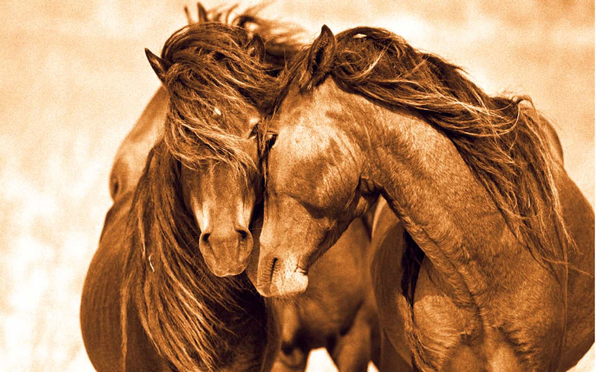 Download mobile wallpaper Love, Couple, Animal, Horse, Cute for free.