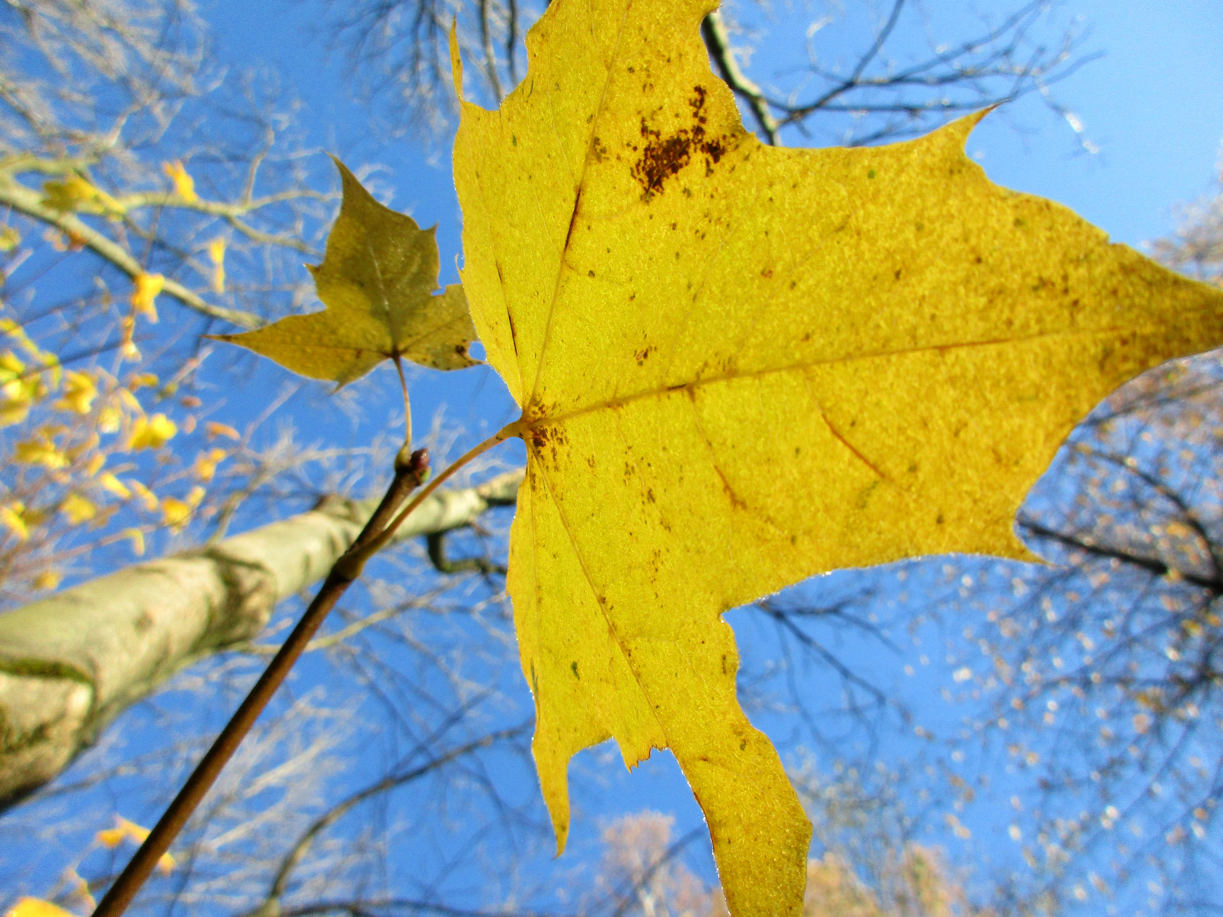 Скачать обои бесплатно Осень, Дерево, Лист, Земля/природа картинка на рабочий стол ПК