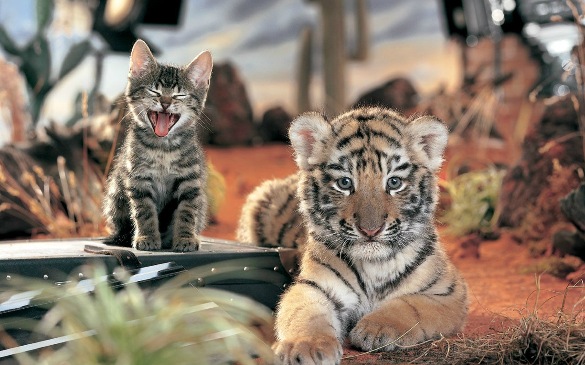 tigers, animals, orange desktop HD wallpaper