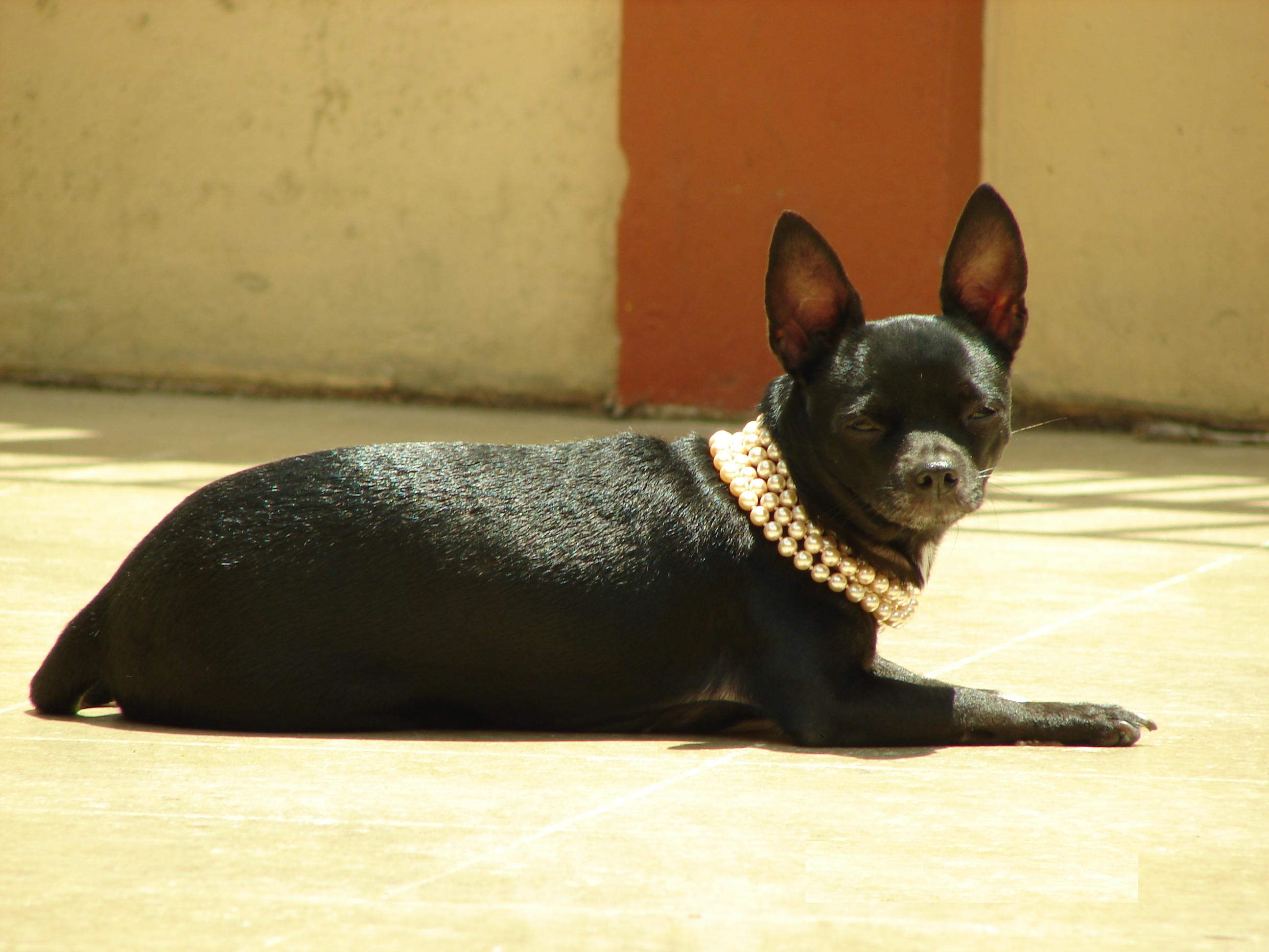 Baixar papel de parede para celular de Cães, Cão, Animais gratuito.