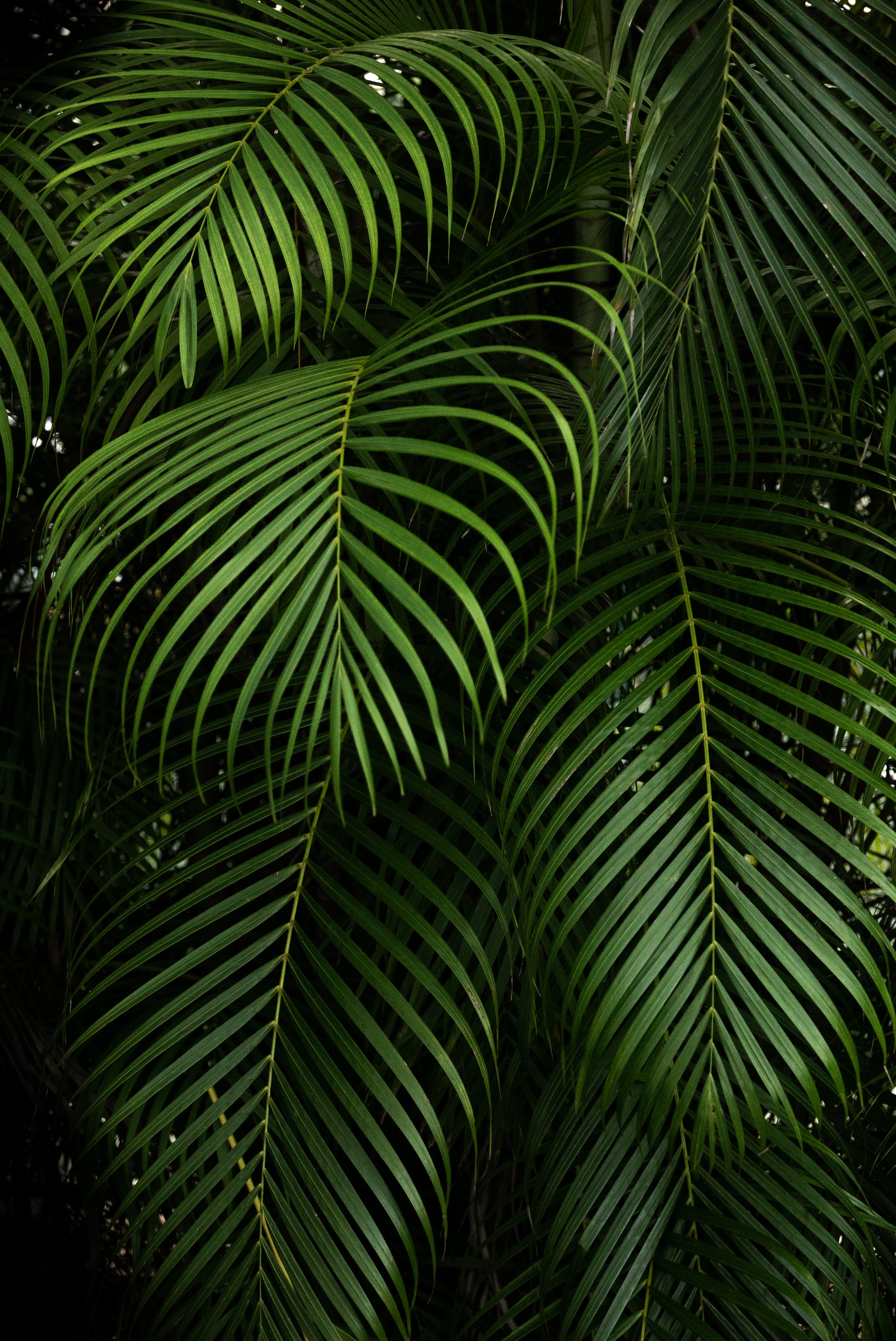 leaves, plant, green, nature, branches, carved, tropical Full HD