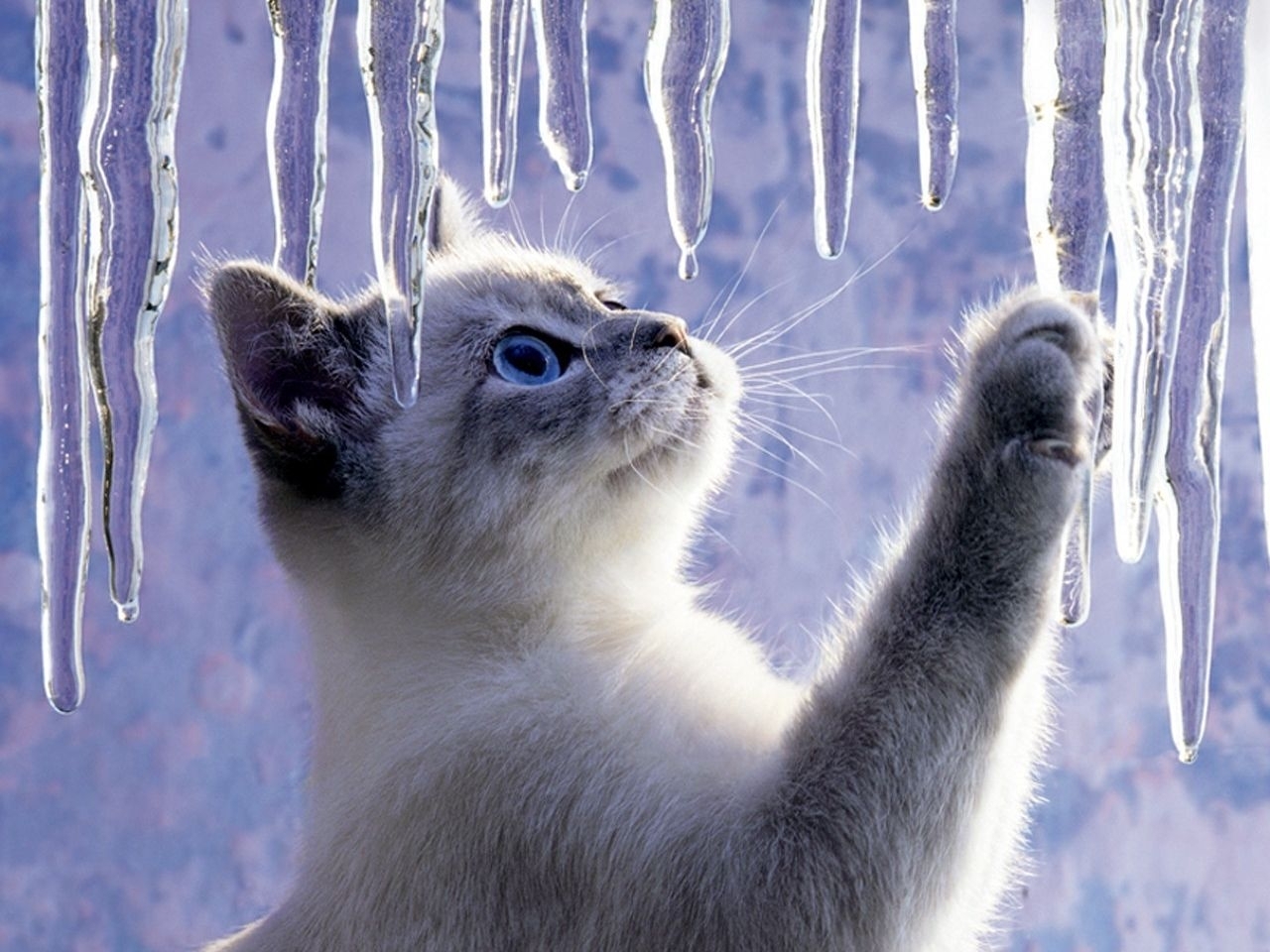 cats, animals, ice, blue