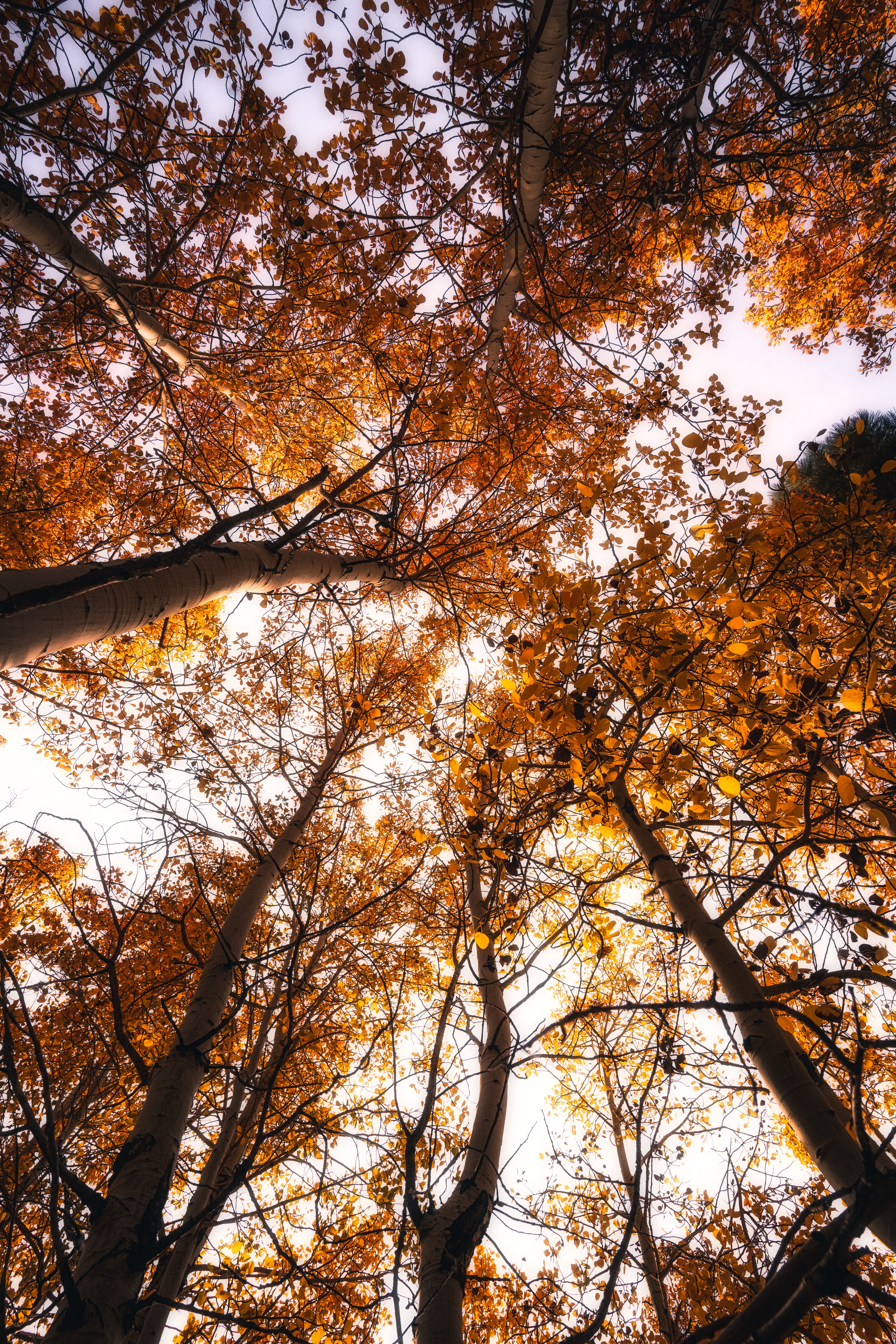 Скачать обои бесплатно Небо, Природа, Деревья, Верхушки, Осень картинка на рабочий стол ПК