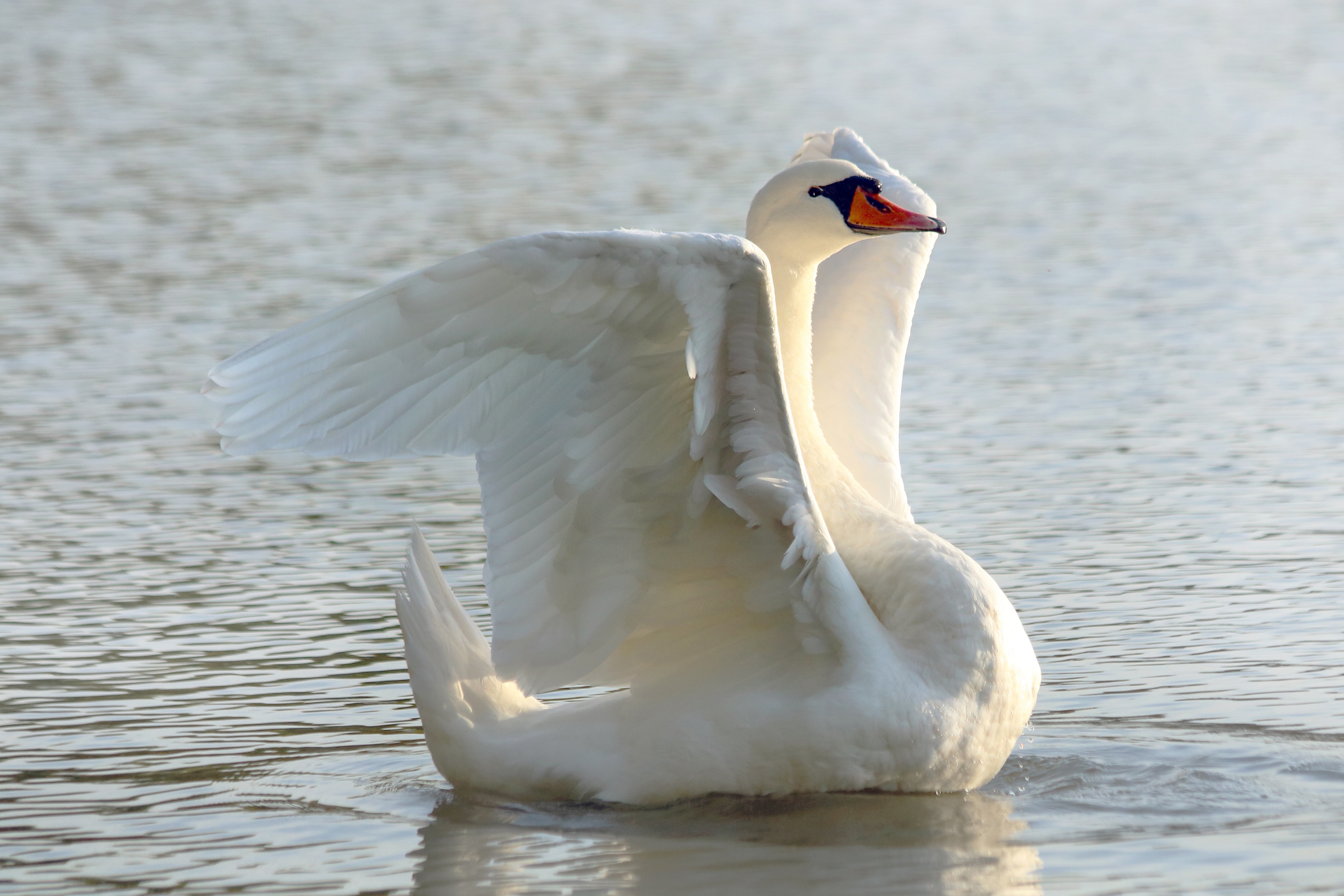 Download mobile wallpaper Birds, Bird, Animal, Swan, Pond, Mute Swan for free.