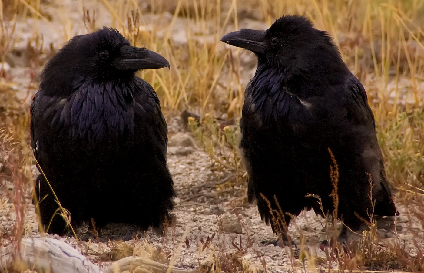 Laden Sie das Tiere, Krähe-Bild kostenlos auf Ihren PC-Desktop herunter