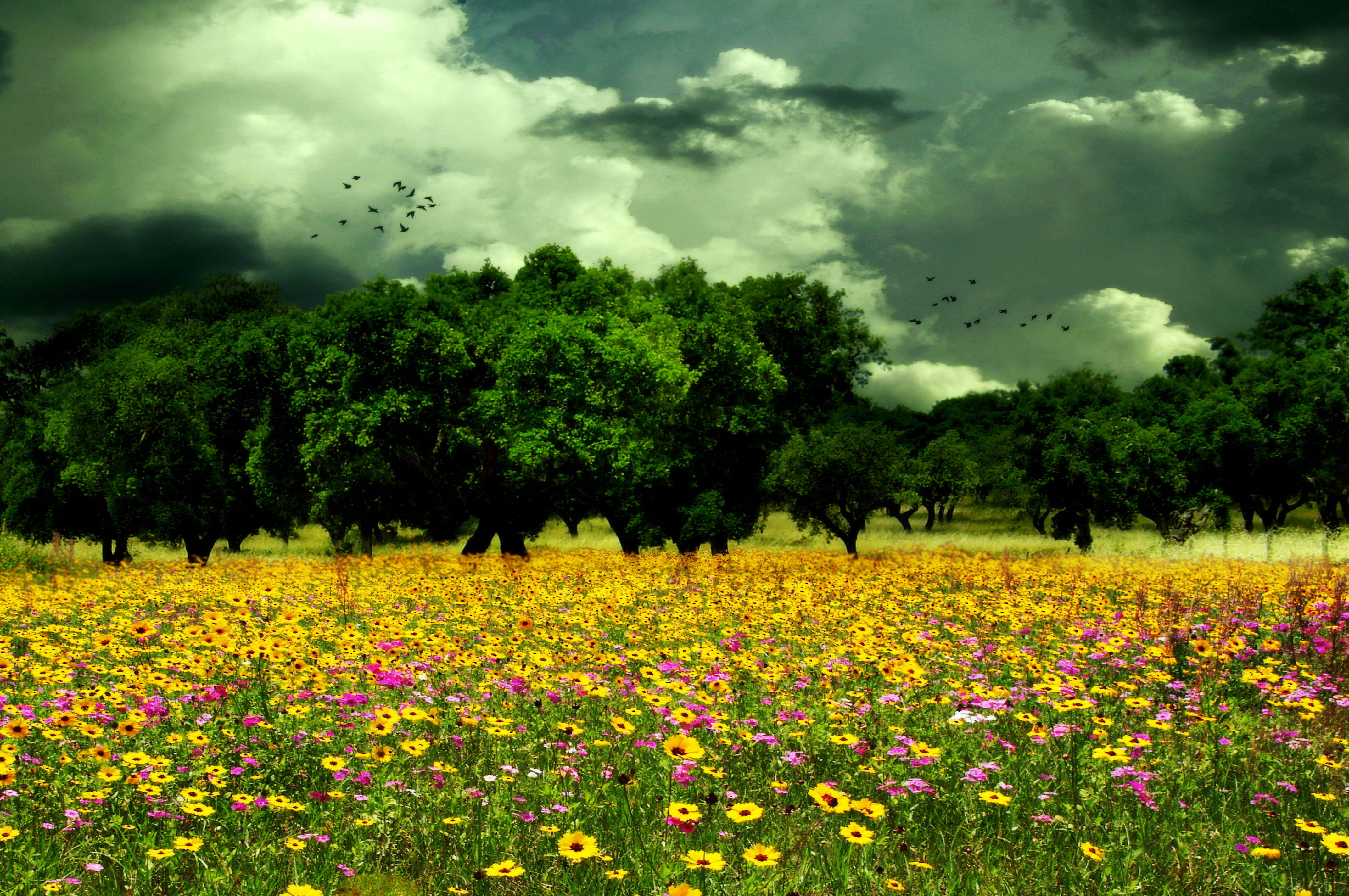 Baixe gratuitamente a imagem Flor, Pássaro, Árvore, Campo, Nuvem, Prado, Terra/natureza na área de trabalho do seu PC