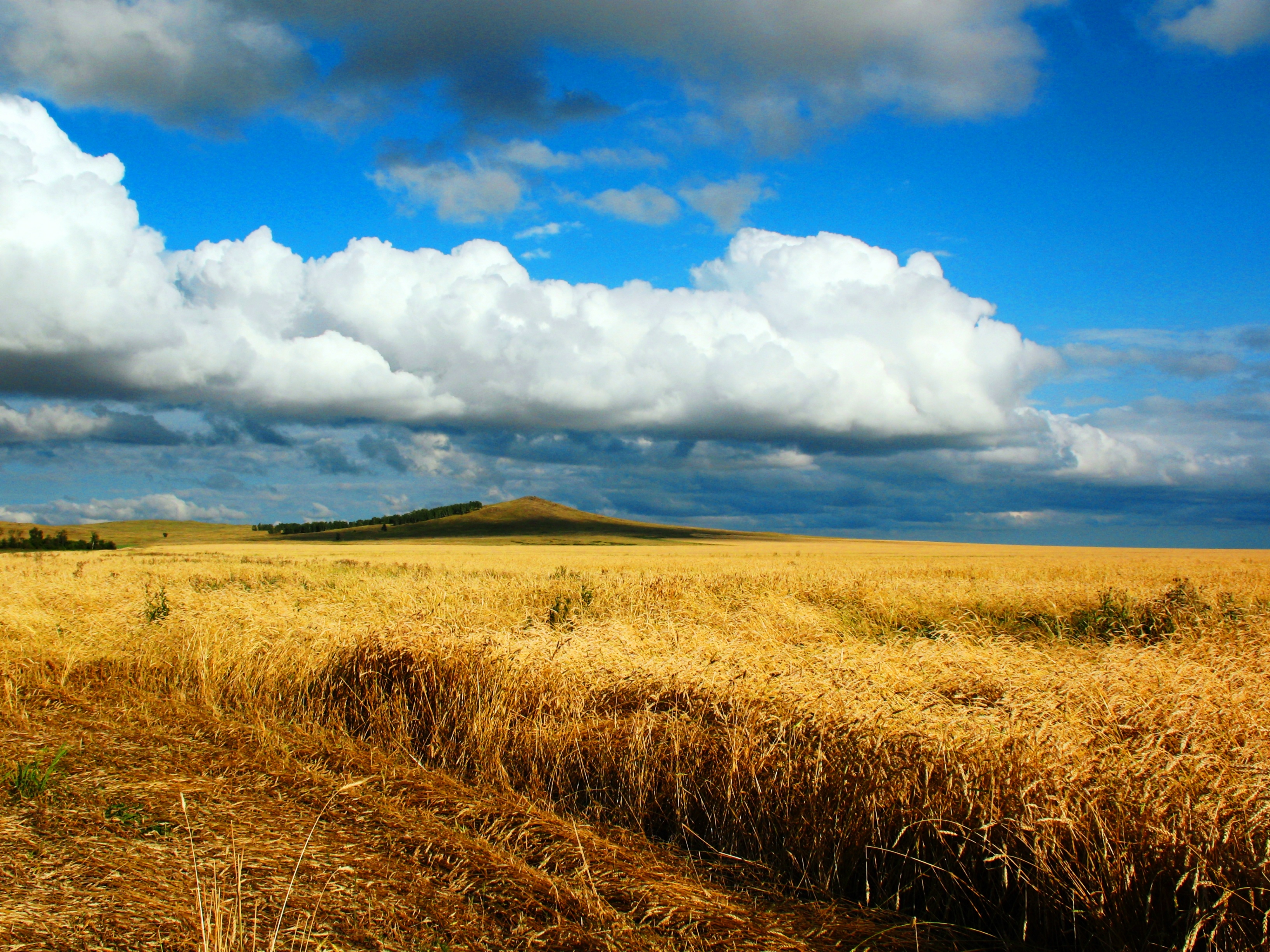 141408 скачать картинку пшеница, казахстан, даль, осень, поле, природа, облако, уборка, небеса, петропавловск, бескрайний - обои и заставки бесплатно