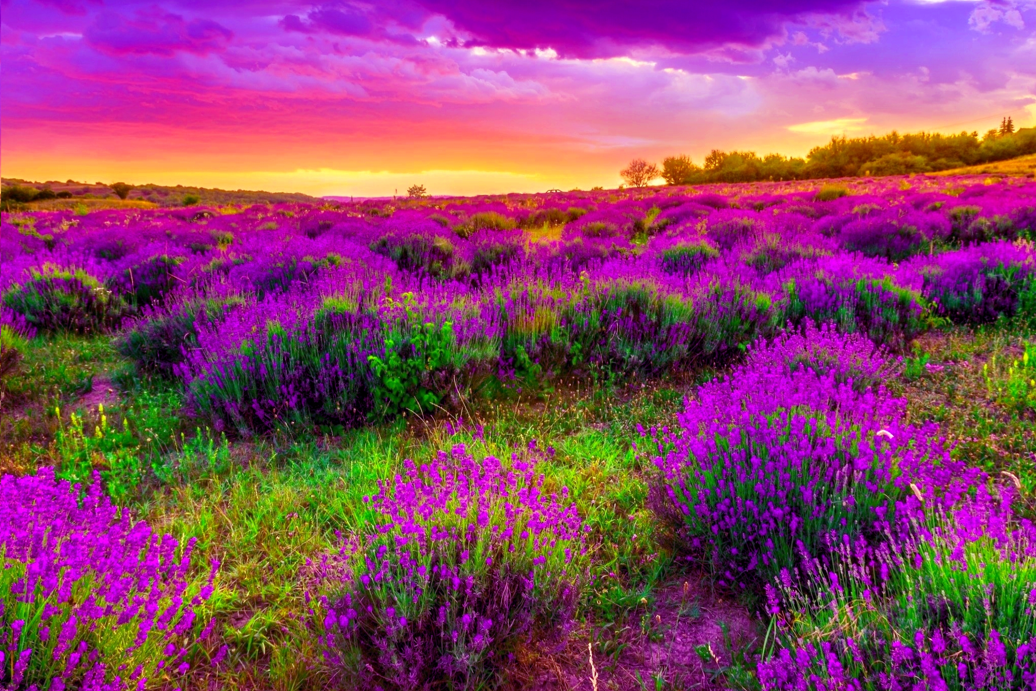 Download mobile wallpaper Flowers, Sky, Earth, Field, Cloud, Lavender, Purple Sky for free.