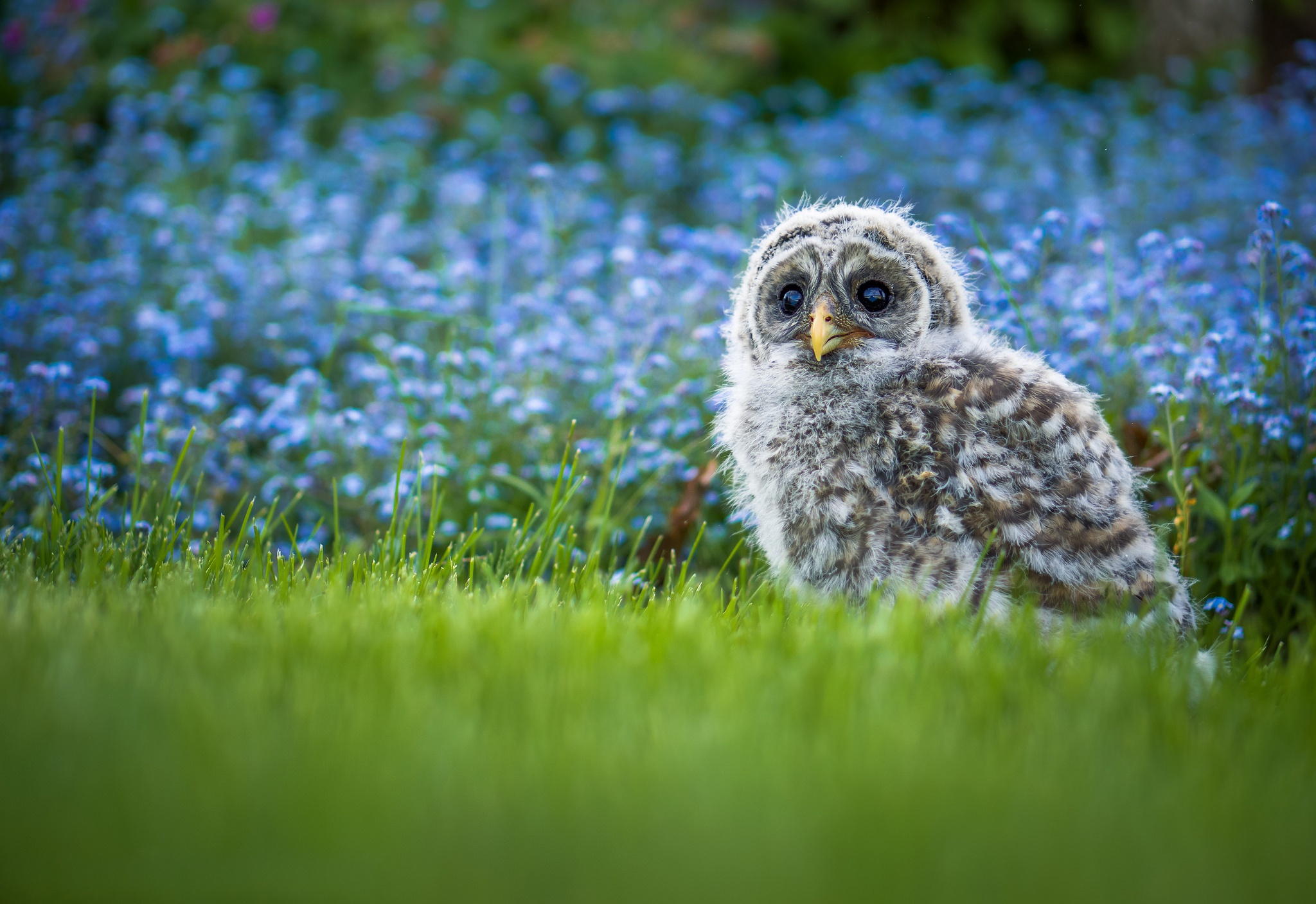 animal, barred owl, bird, blue flower, blur, grass, owl, birds