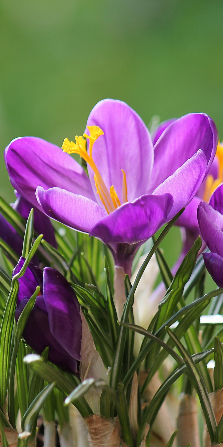 無料モバイル壁紙フラワーズ, 花, 地球, 春, クロッカス, 紫色の花をダウンロードします。