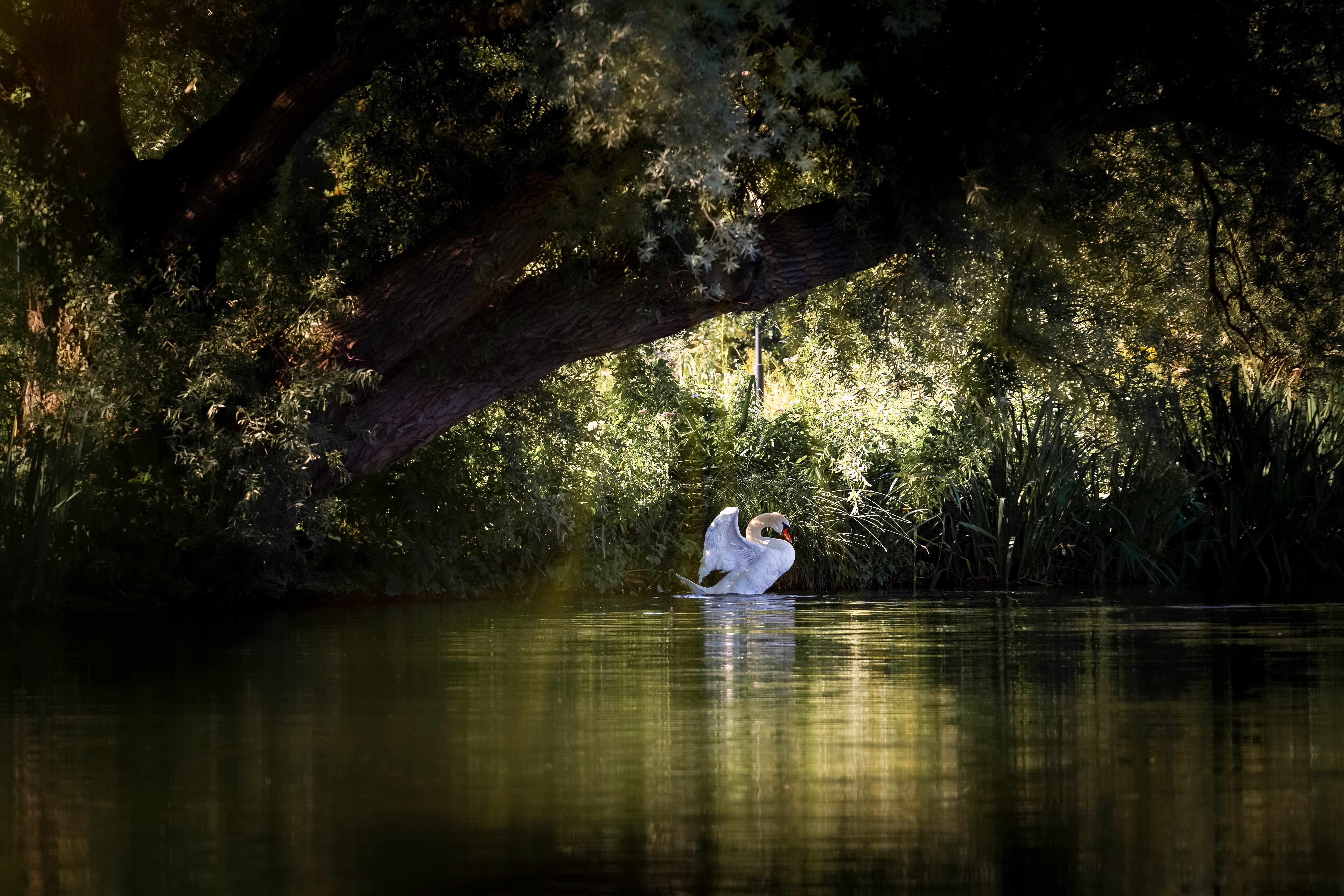 Download mobile wallpaper Birds, Bird, Animal, Swan, Mute Swan for free.