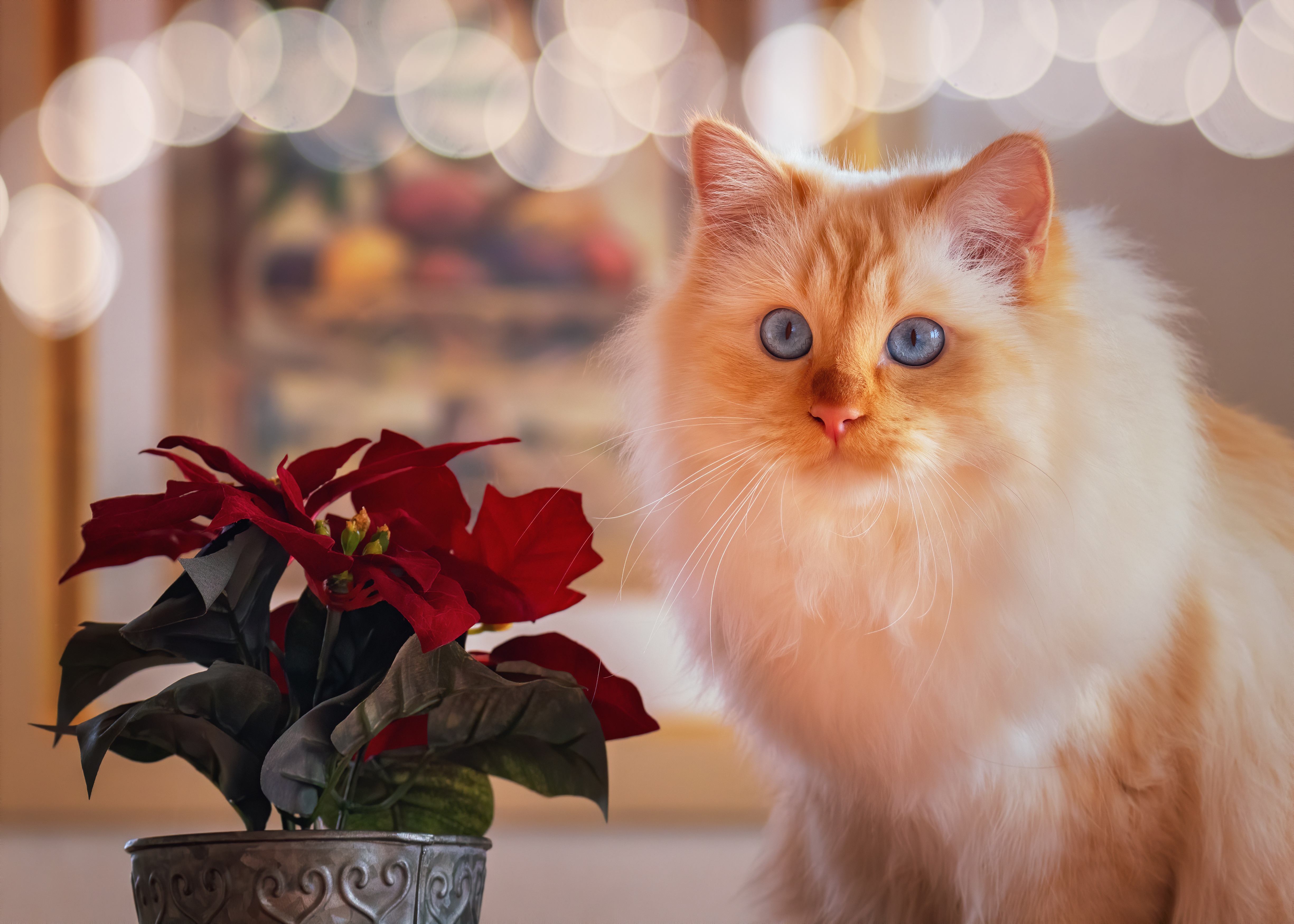 Download mobile wallpaper Cats, Cat, Animal, Bokeh for free.