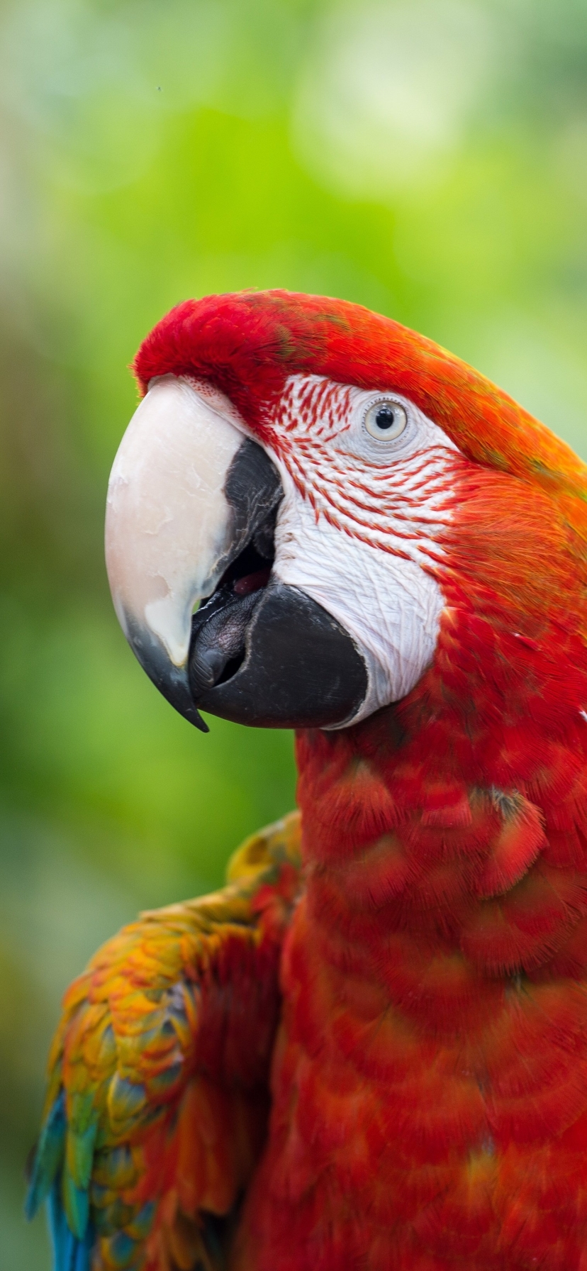 Download mobile wallpaper Birds, Bird, Animal, Macaw, Parrot, Scarlet Macaw for free.