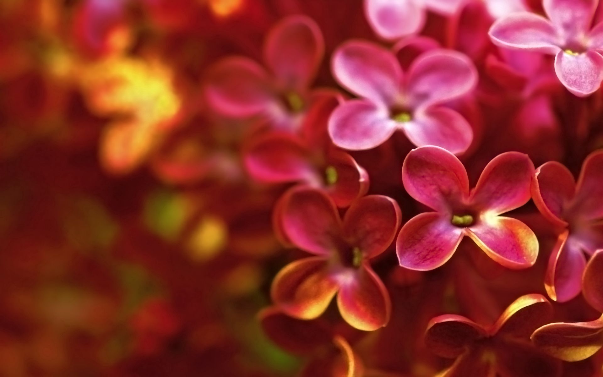 flower, lilac, macro, bud, shadow Image for desktop