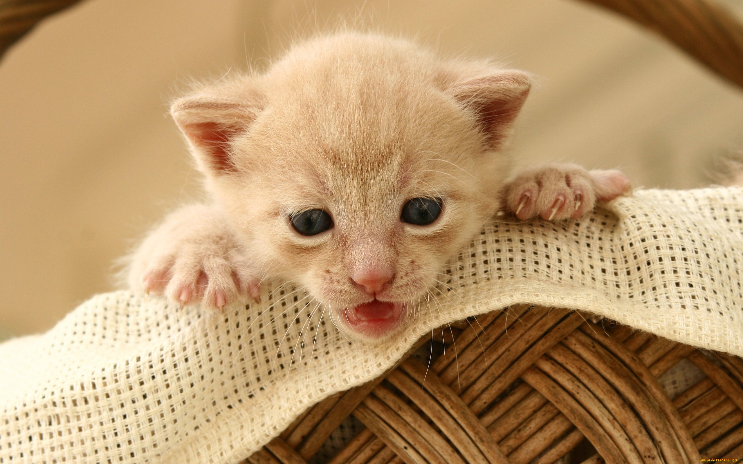 Baixe gratuitamente a imagem Animais, Gatos, Gato na área de trabalho do seu PC