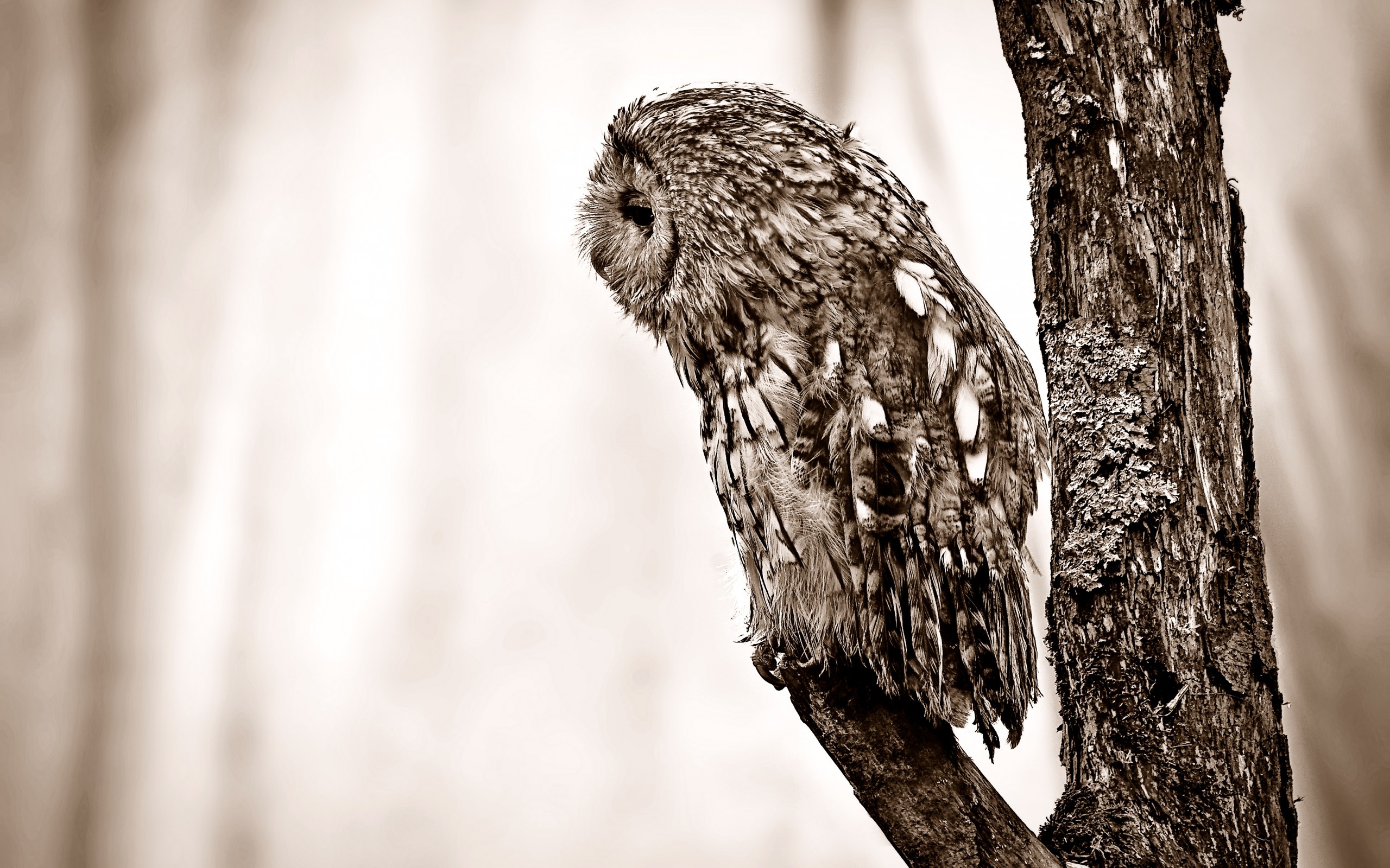 Download mobile wallpaper Owl, Bird, Birds, Animal for free.