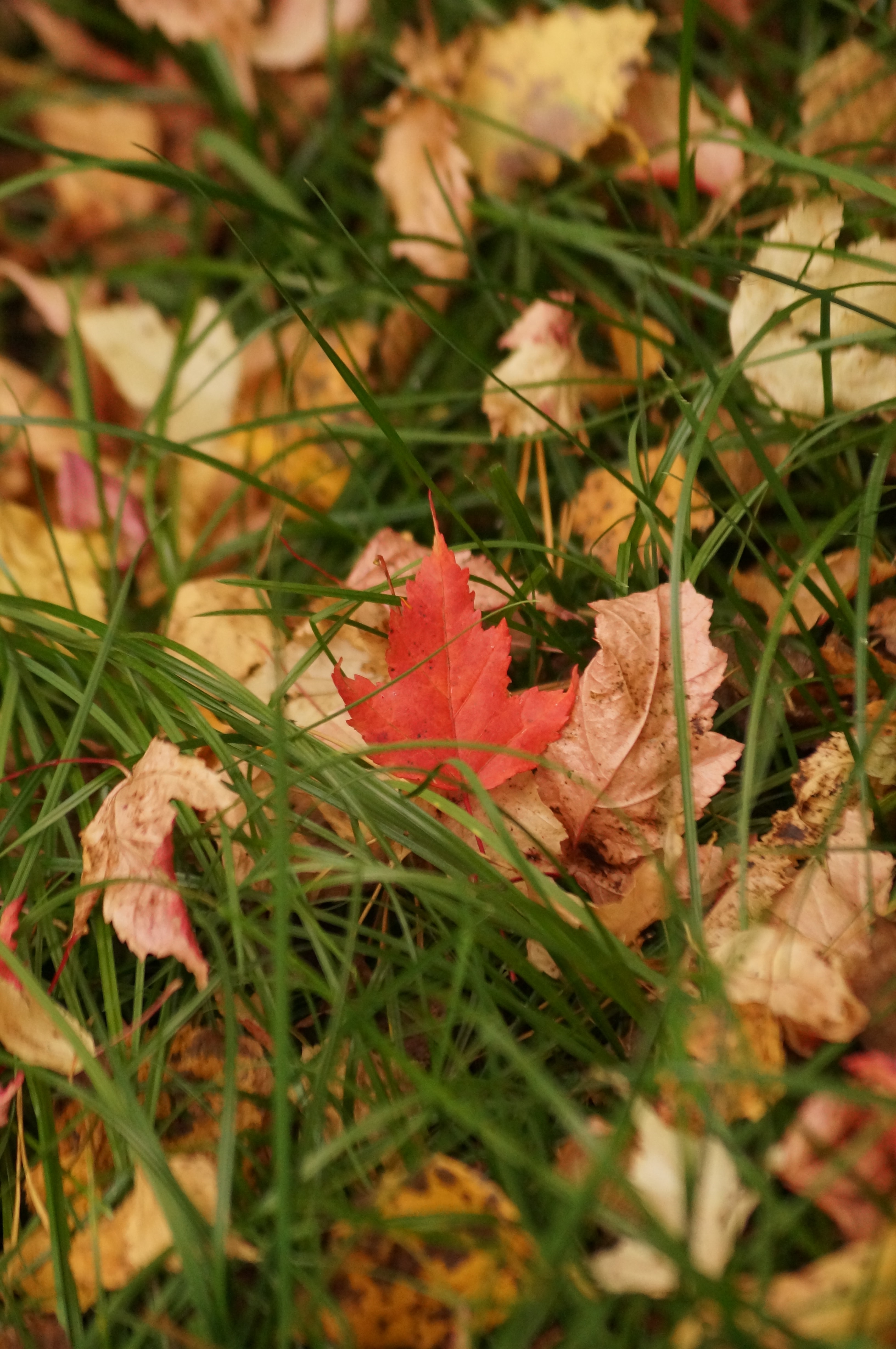 Скачать картинку Трава, Сухой, Природа, Листья, Осень в телефон бесплатно.
