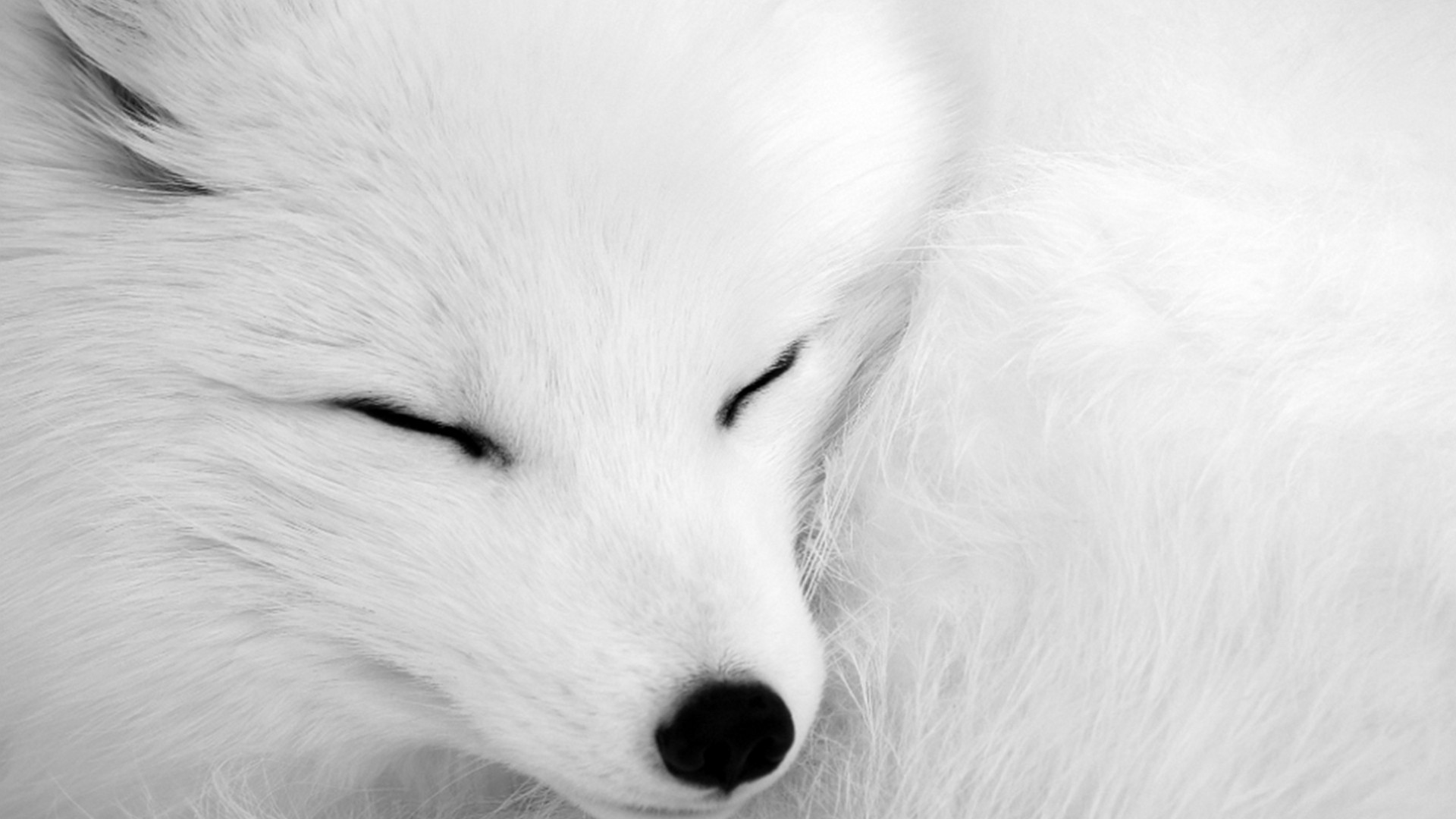 Download mobile wallpaper Dogs, Close Up, Animal, Arctic Fox, Sleeping for free.
