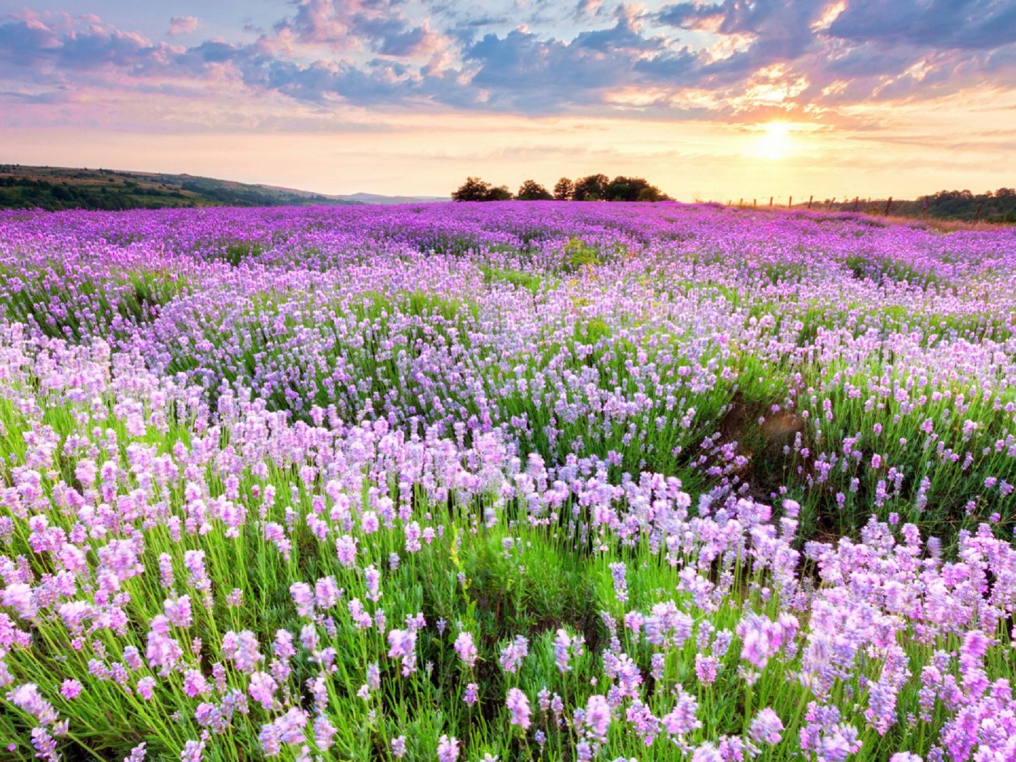 Baixar papel de parede para celular de Flores, Lavanda, Terra/natureza gratuito.