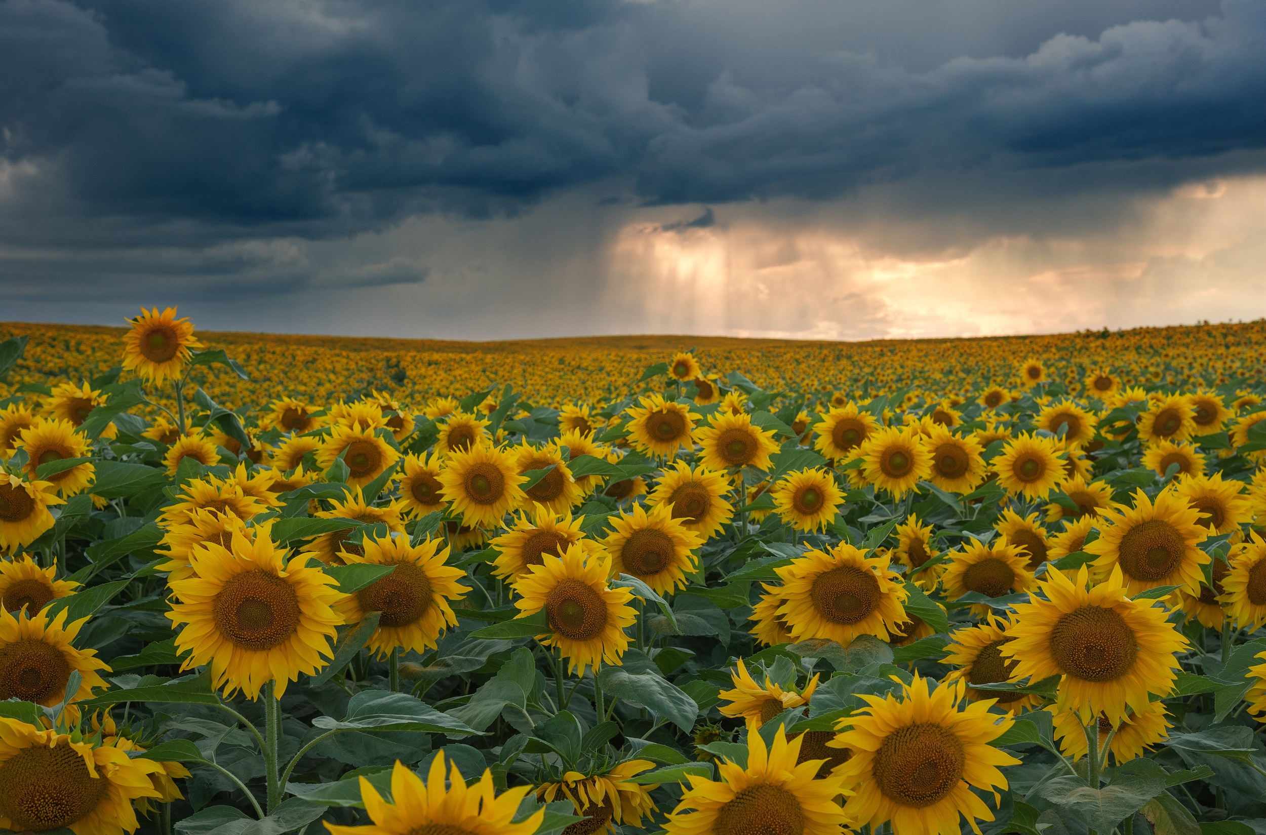 Download mobile wallpaper Flowers, Earth, Sunflower, Yellow Flower for free.