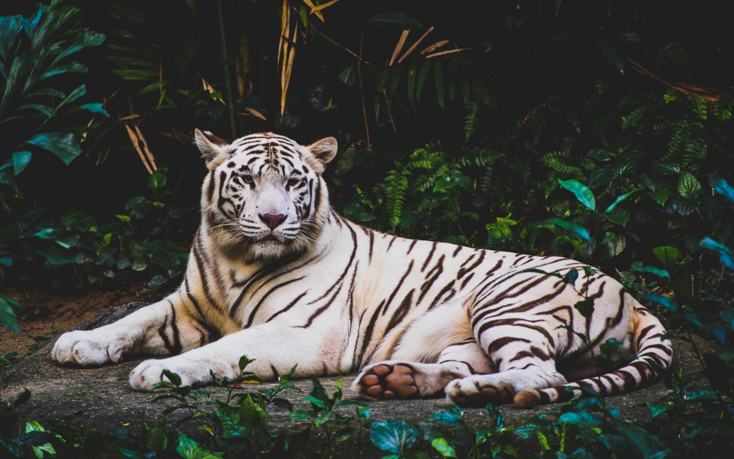 Free download wallpaper Cats, Animal, White Tiger on your PC desktop