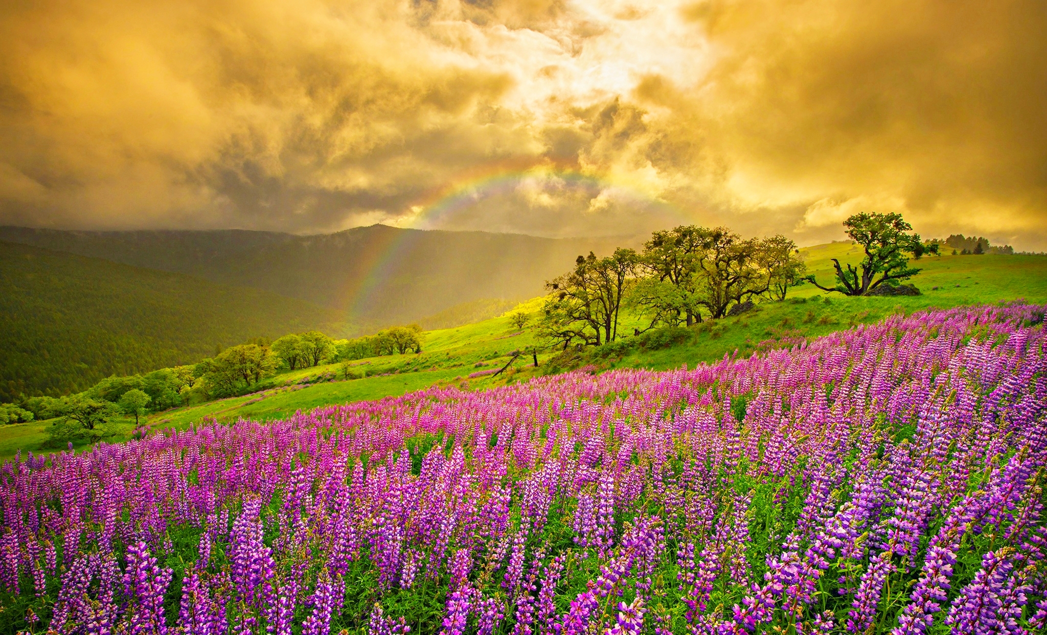 833016 скачать обои весна, поле, земля/природа, радуга, облака, цветок, ландшафт, люпин, фиолетовый цветок, закат, дерево - заставки и картинки бесплатно