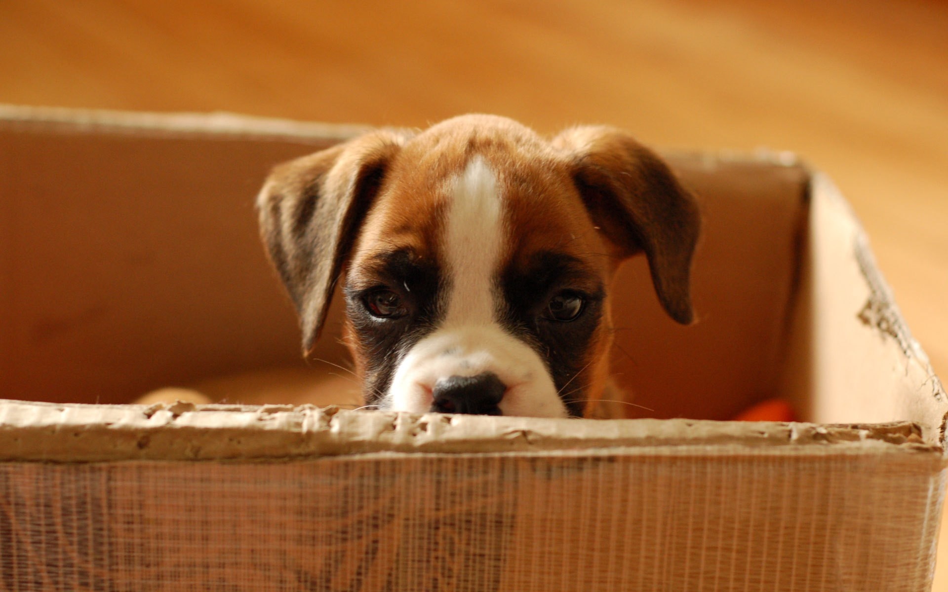 Téléchargez des papiers peints mobile Animaux, Chiens, Chien gratuitement.