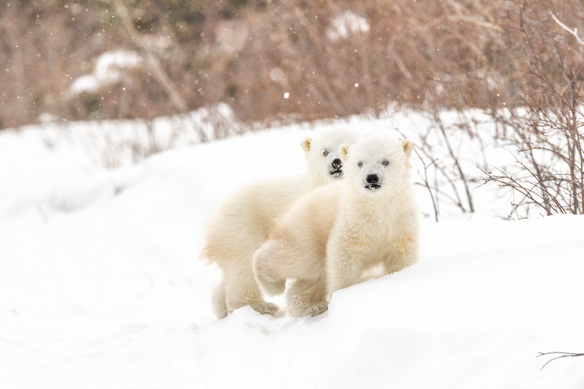 Laden Sie das Tiere, Schnee, Bären, Bär, Eisbär, Tierbaby, Jungtier-Bild kostenlos auf Ihren PC-Desktop herunter