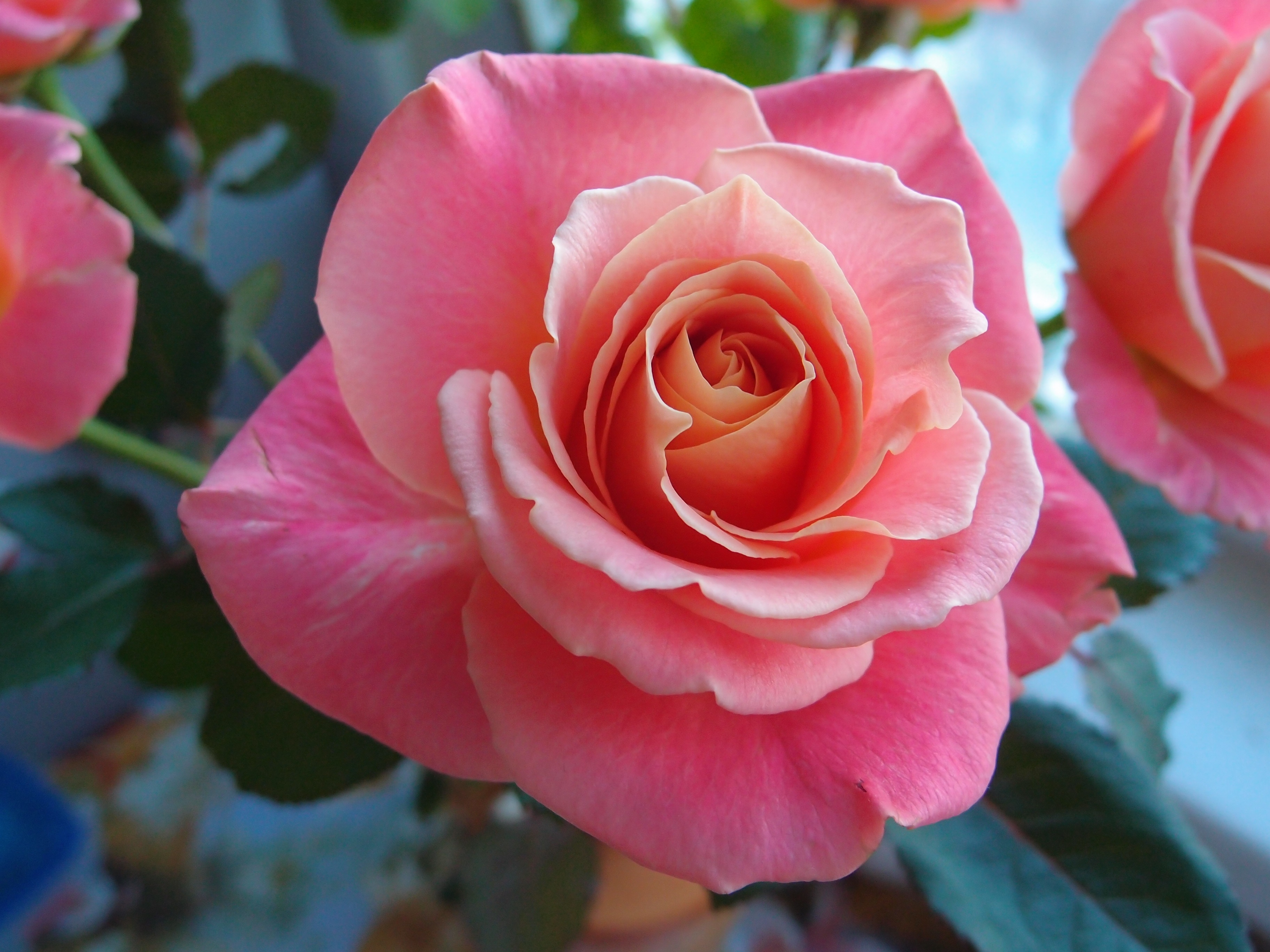 Скачать обои бесплатно Роза, Земля/природа, Розовый Цветок, Розовая Роза, Макрос картинка на рабочий стол ПК
