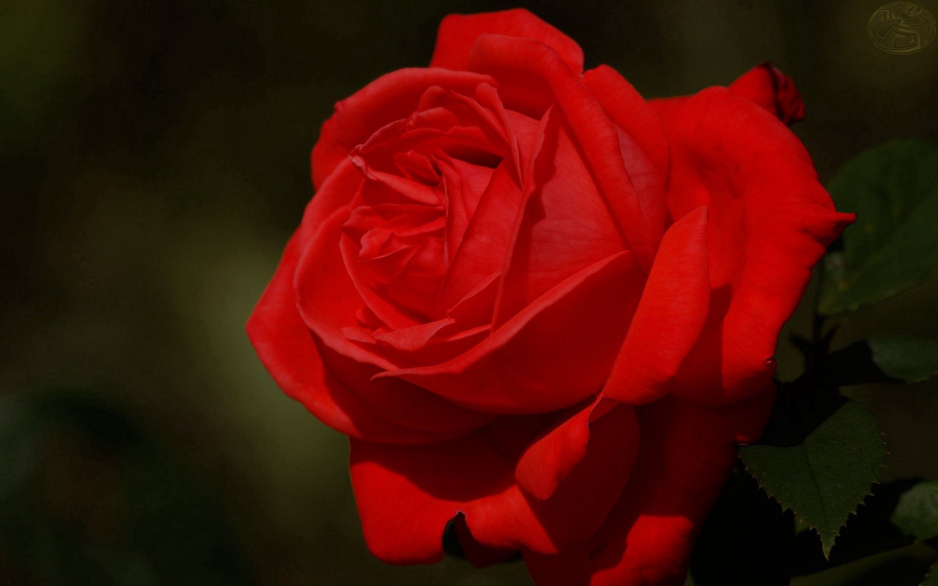 PCデスクトップに大きい, マクロ, 薔薇, 赤い, 暗い背景, 花びら, 花, バラの花画像を無料でダウンロード