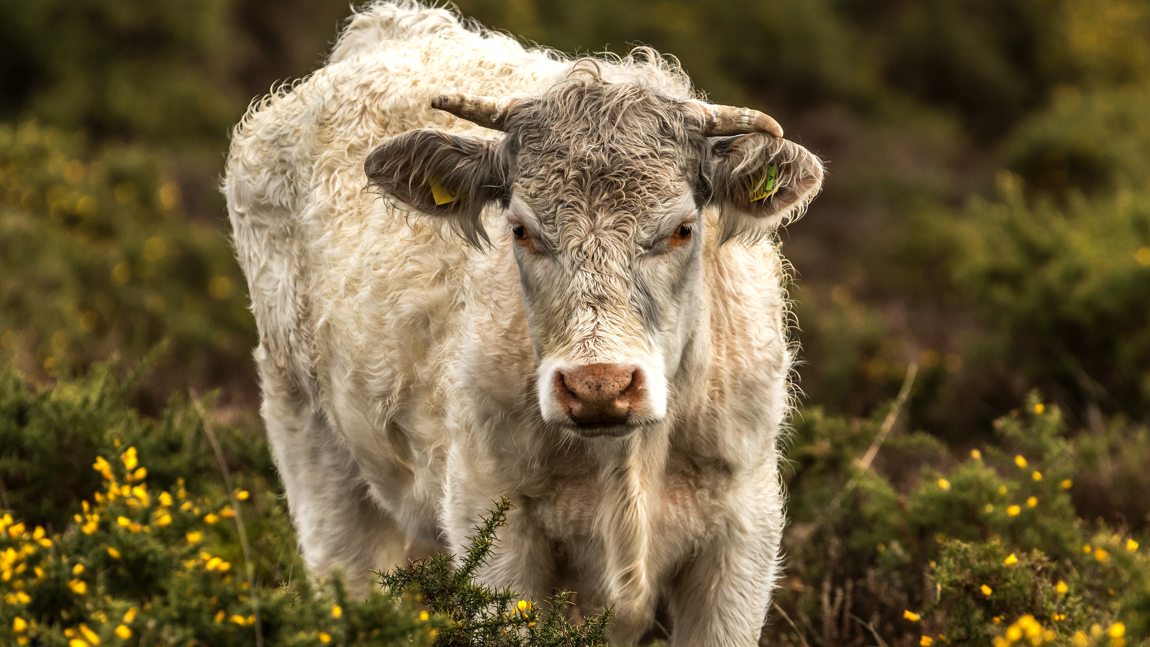 Baixar papel de parede para celular de Animais, Vaca gratuito.