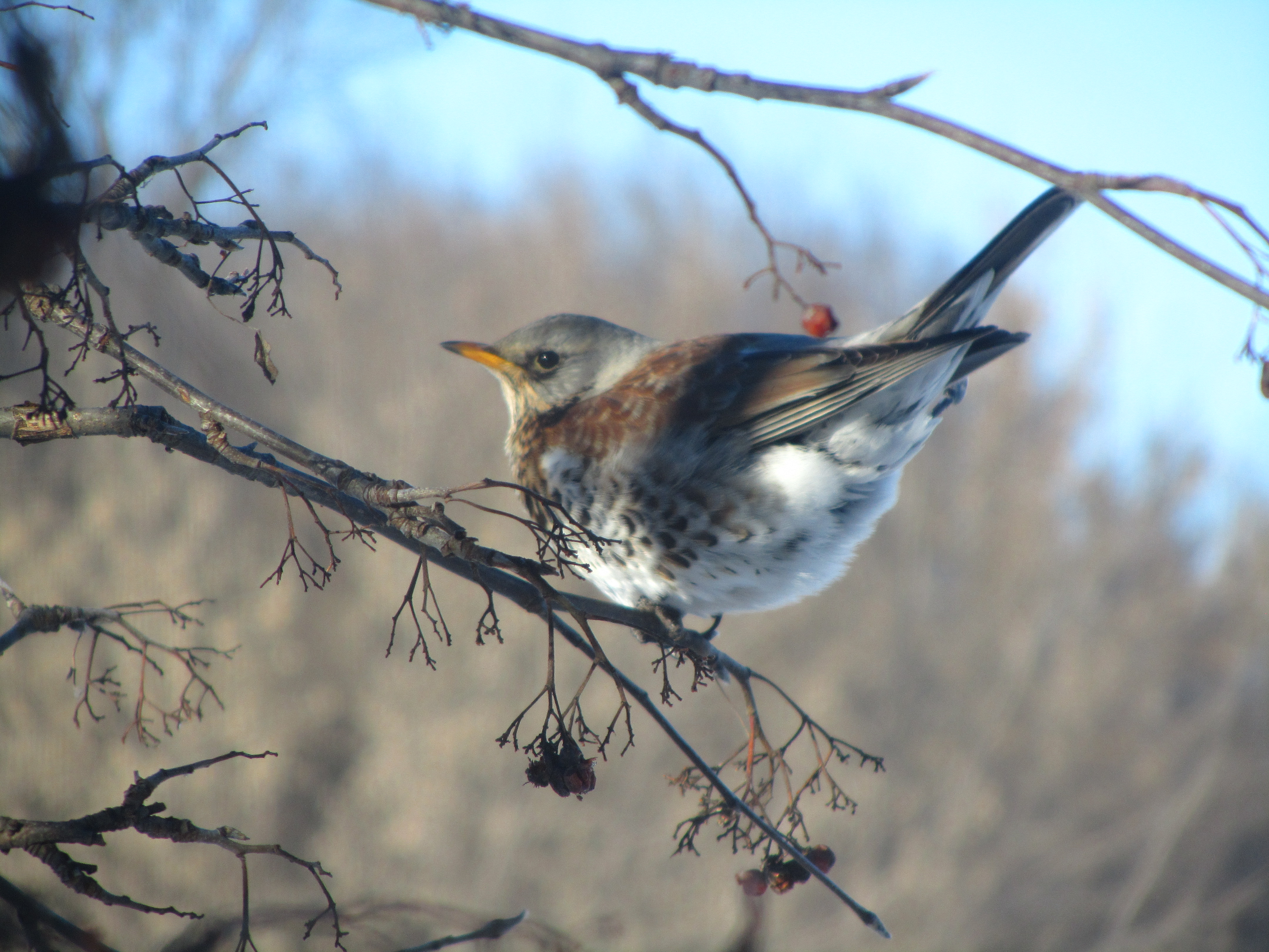 Laden Sie das Tiere, Vogel-Bild kostenlos auf Ihren PC-Desktop herunter