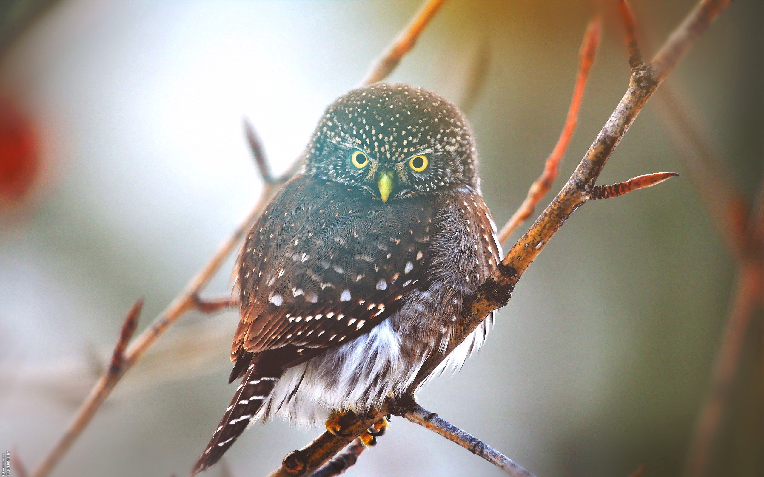 Free download wallpaper Glare, Bird, Branch, Animals, Owl on your PC desktop