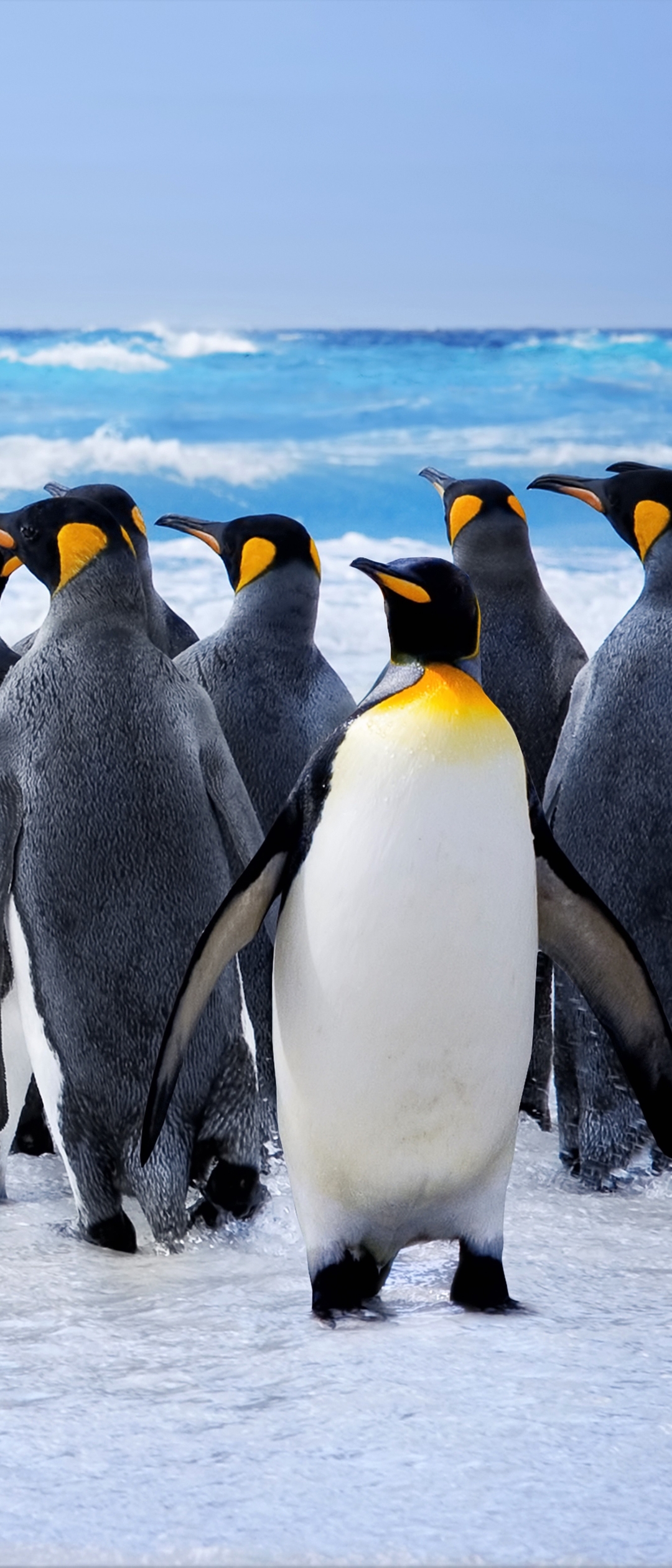Téléchargez des papiers peints mobile Animaux, Oiseau, Manchot, Des Oiseaux, Pingouin Royal gratuitement.