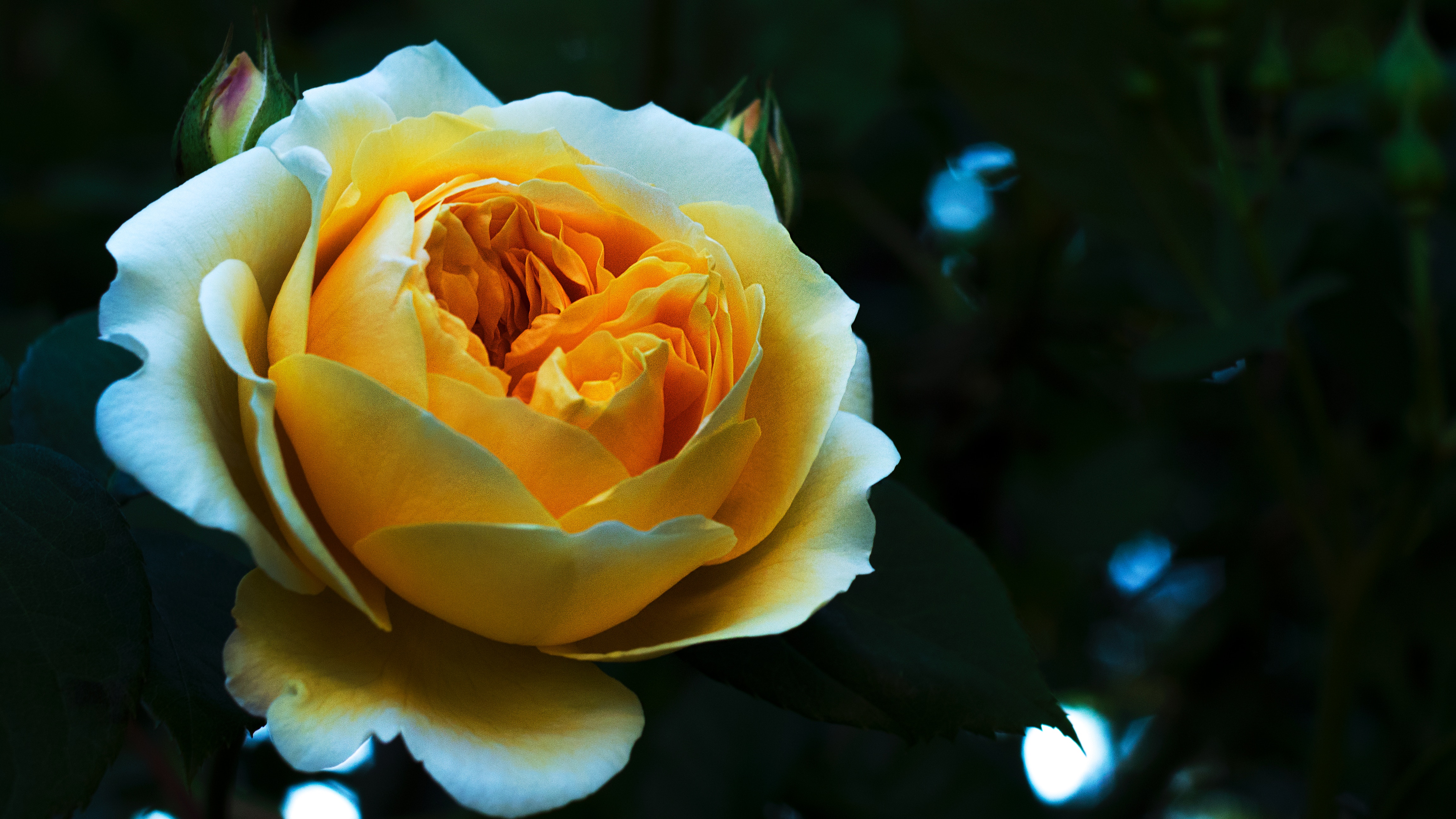 無料モバイル壁紙フラワーズ, 花びら, つぼみ, 蕾, 白い, バラの花, 黄色, 薔薇をダウンロードします。