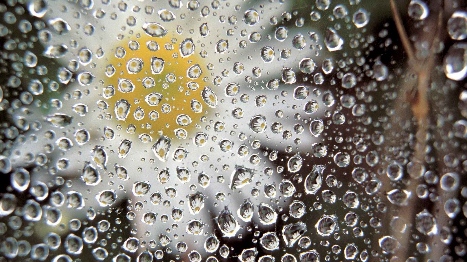 Download mobile wallpaper Water, Daisy, Photography, Water Drop, Manipulation for free.