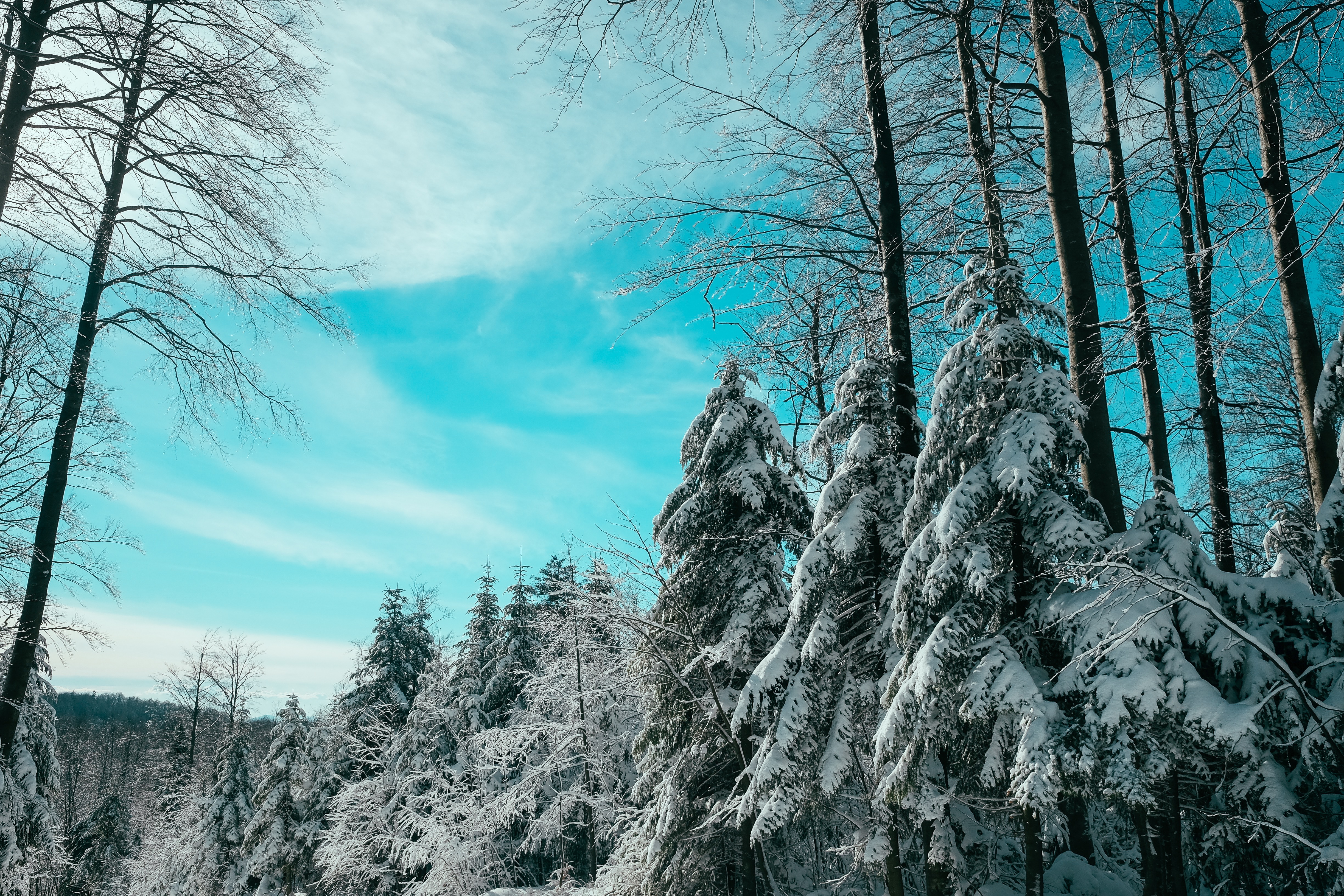 Free download wallpaper Nature, Sky, Ate, Forest, Winter on your PC desktop