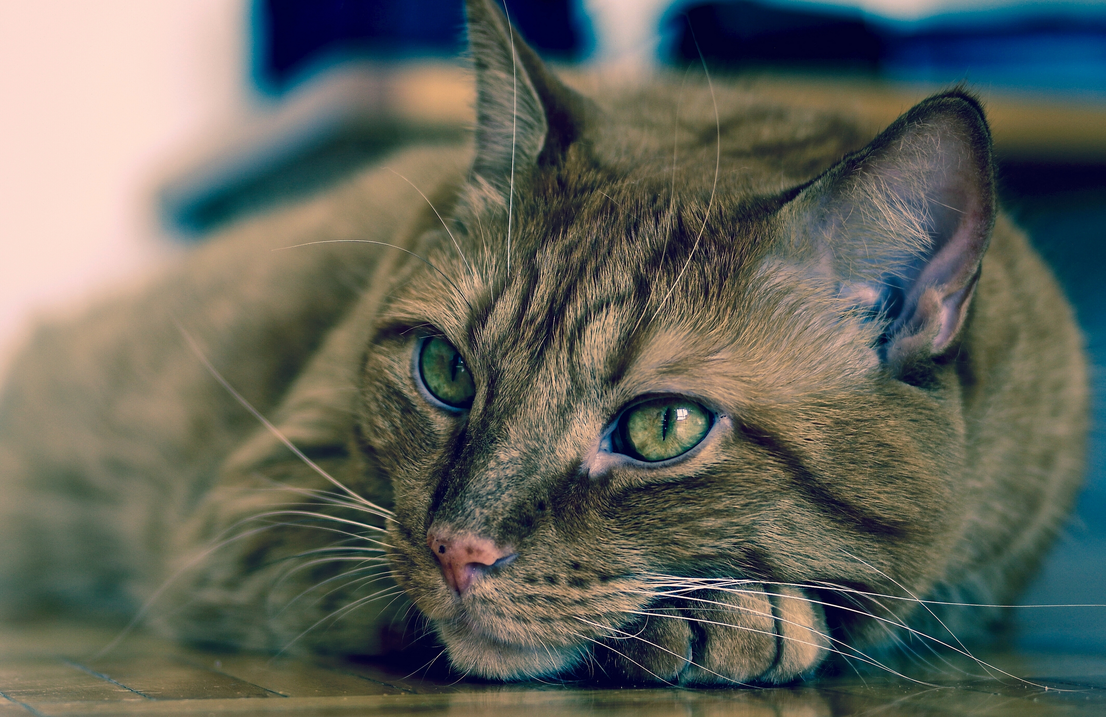 Descarga gratis la imagen Animales, Gatos, Gato, Cabeza, Ojo en el escritorio de tu PC