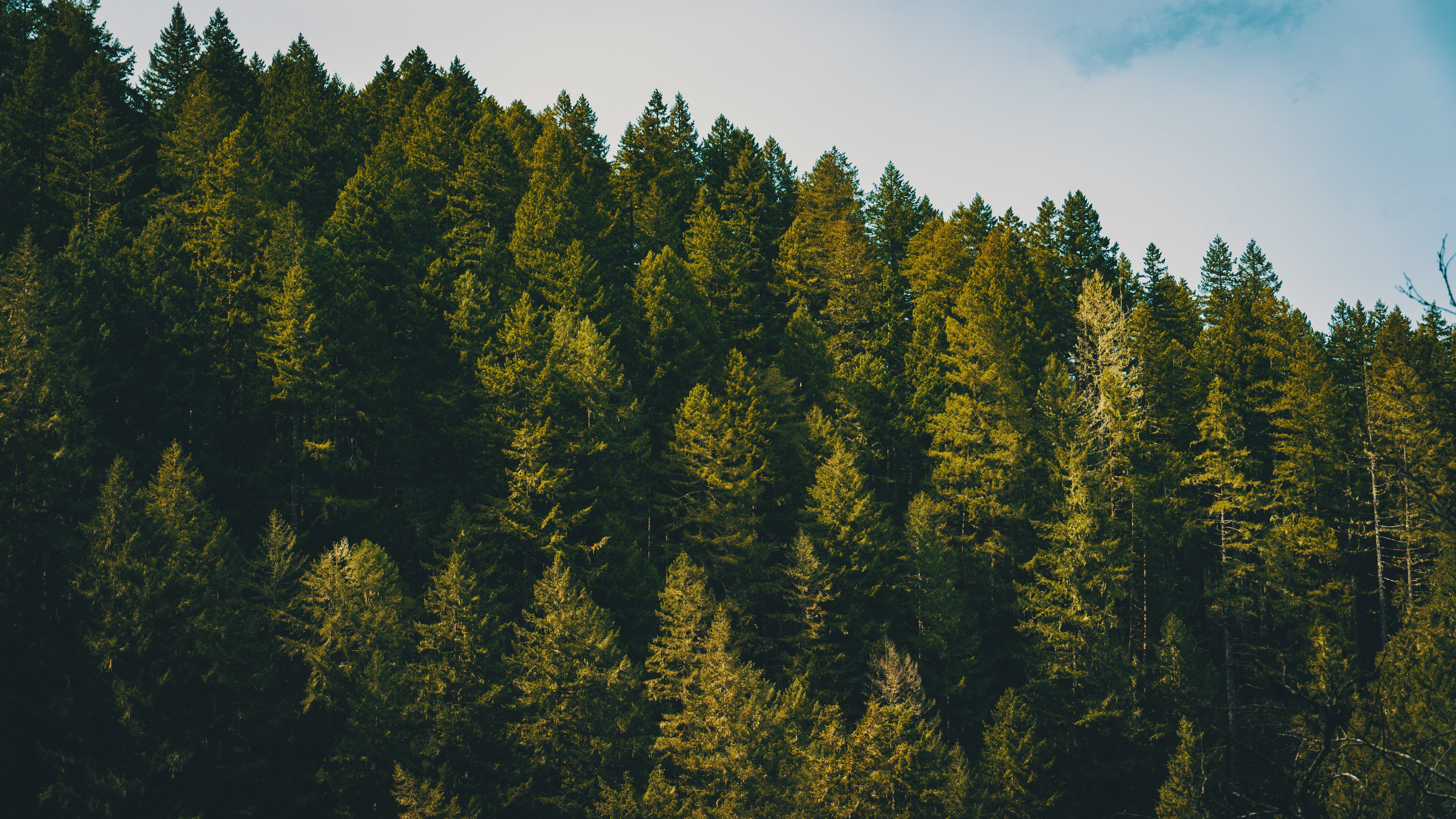 Free download wallpaper Trees, Sky, Clouds, Forest, Spruce, Fir, Nature on your PC desktop