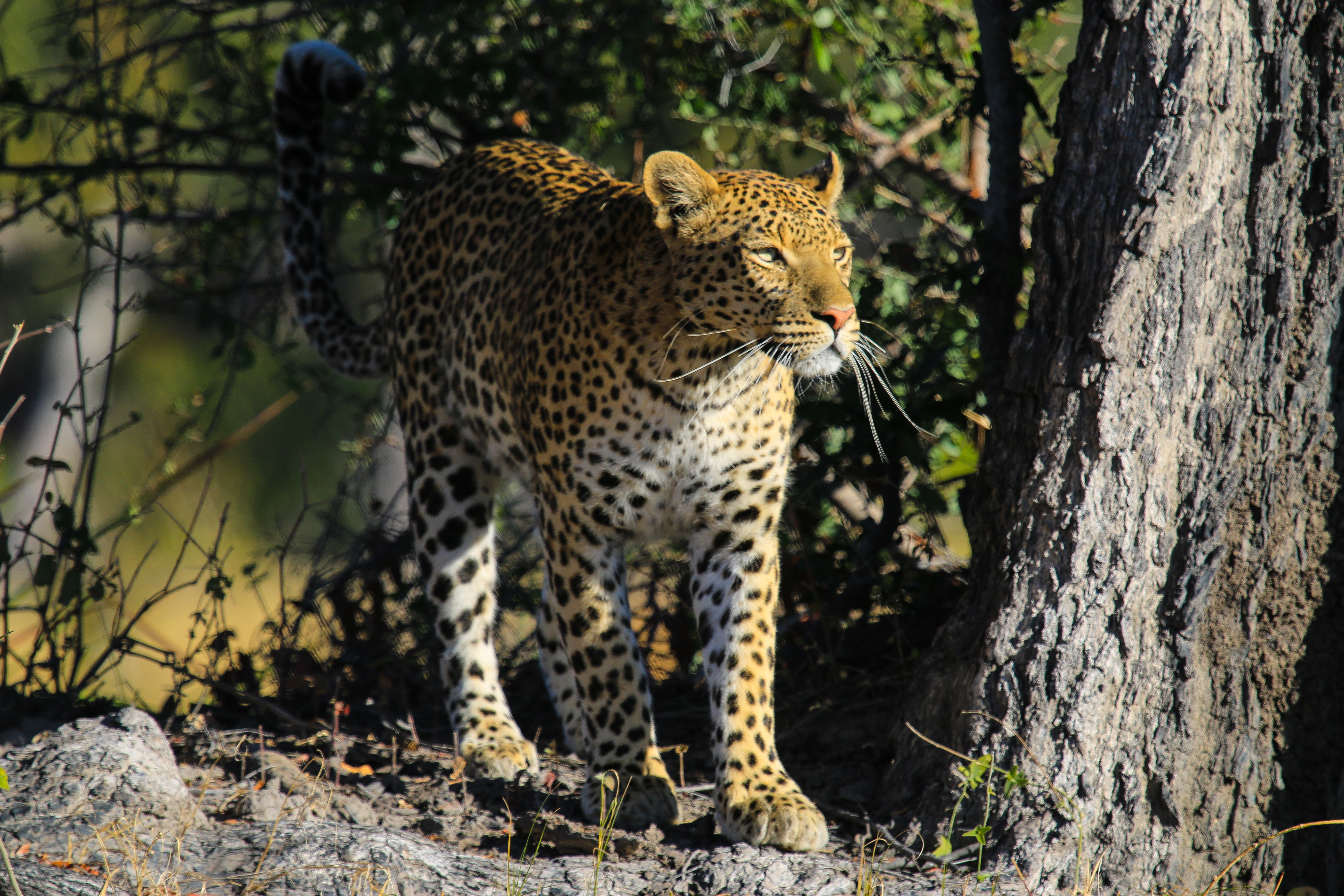 Descarga gratuita de fondo de pantalla para móvil de Animal, Gato Grande, Leopardo, Depredador, Animales.